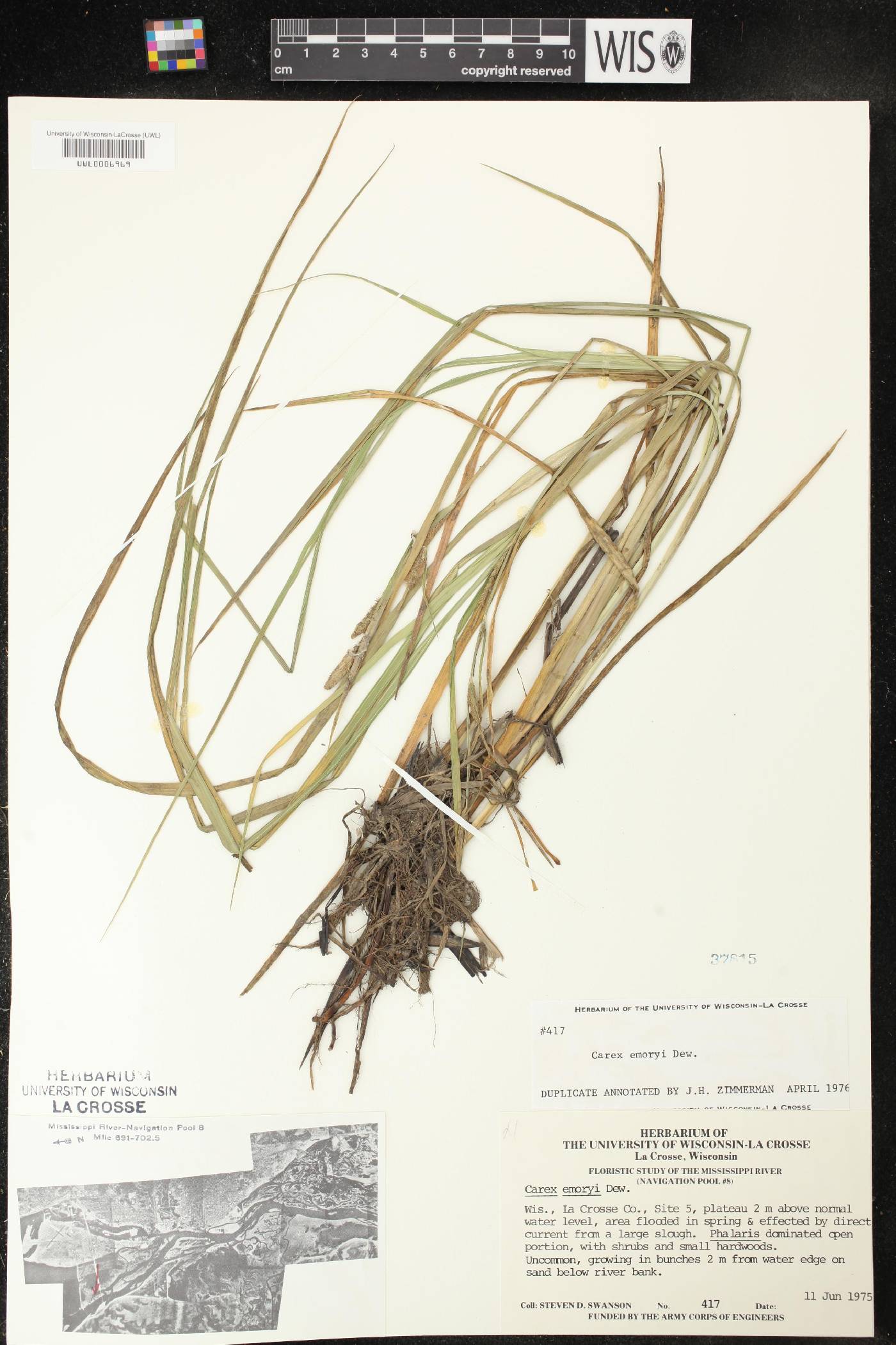Carex emoryi image