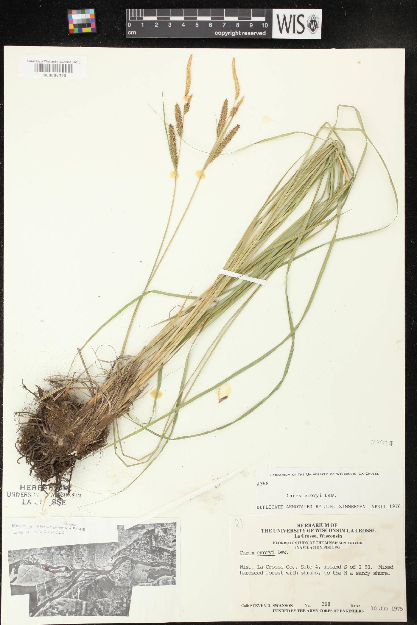 Carex emoryi image