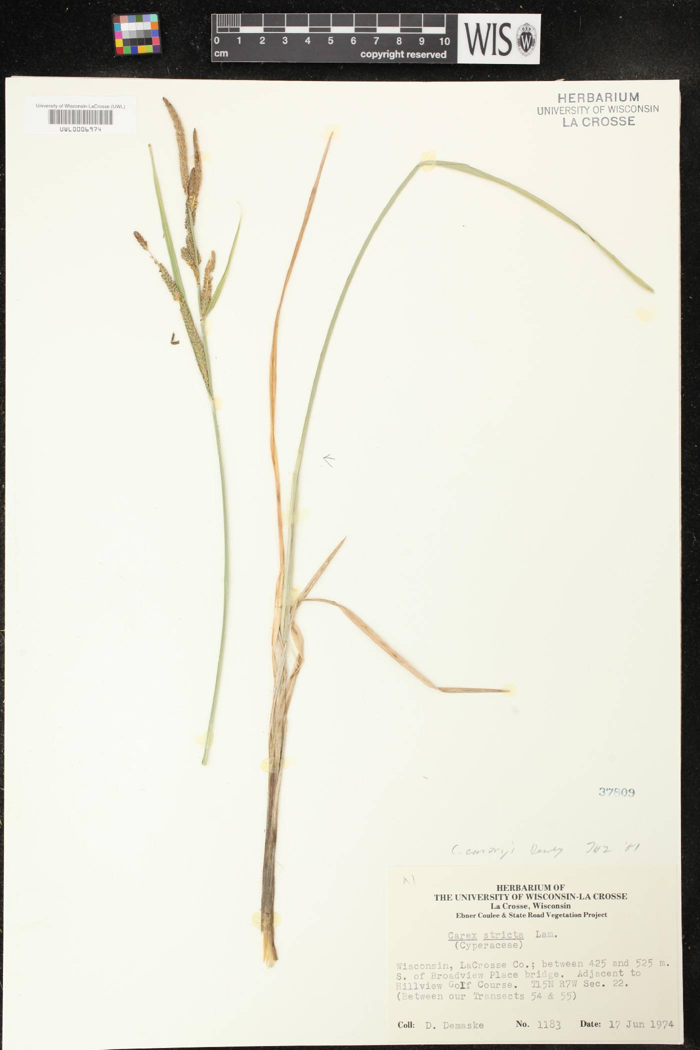 Carex emoryi image