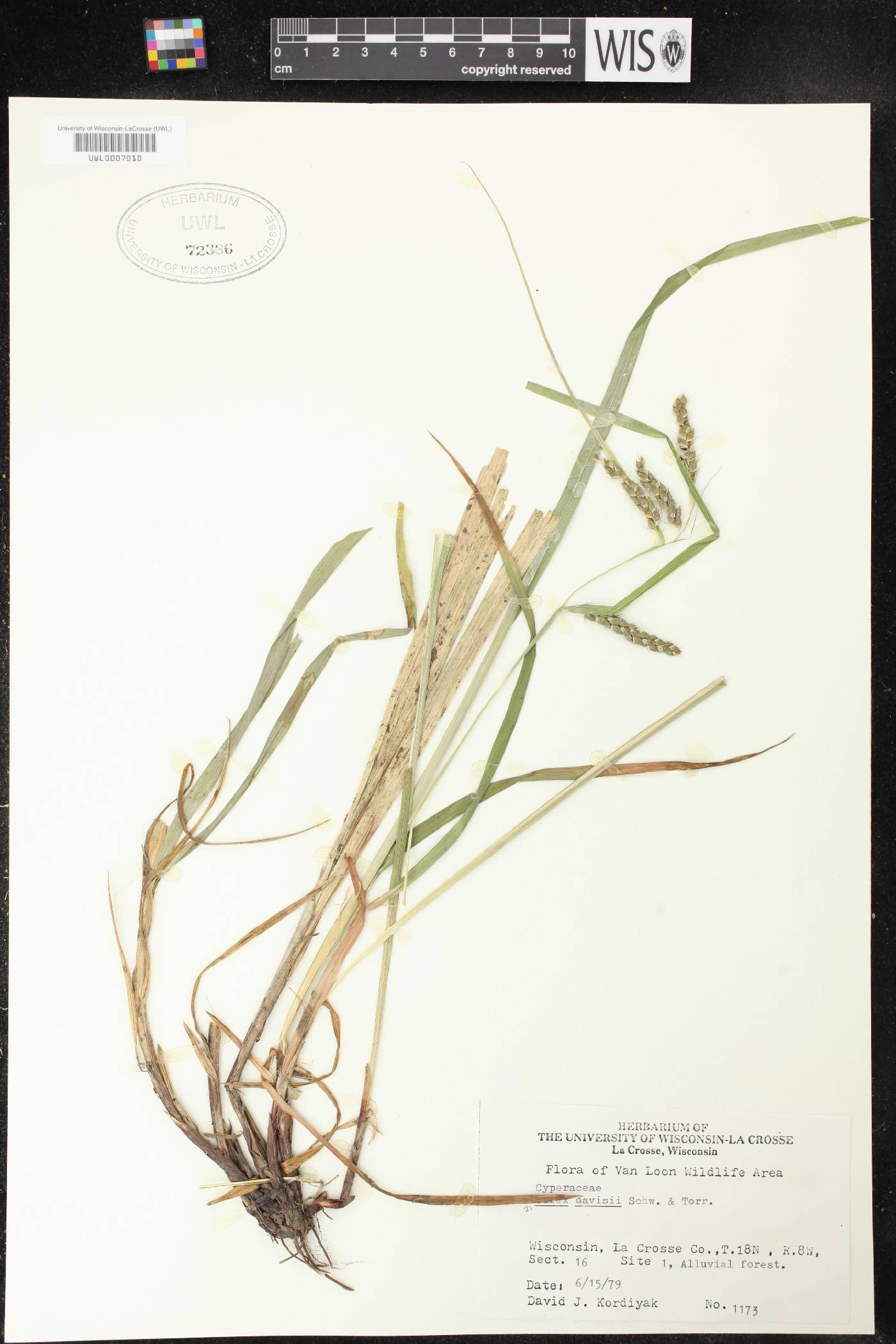 Carex davisii image