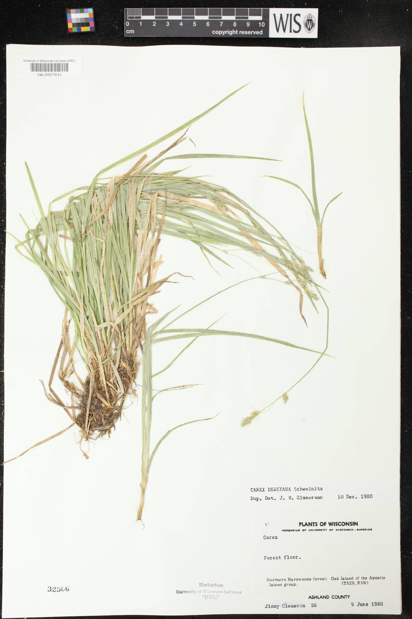 Carex deweyana image