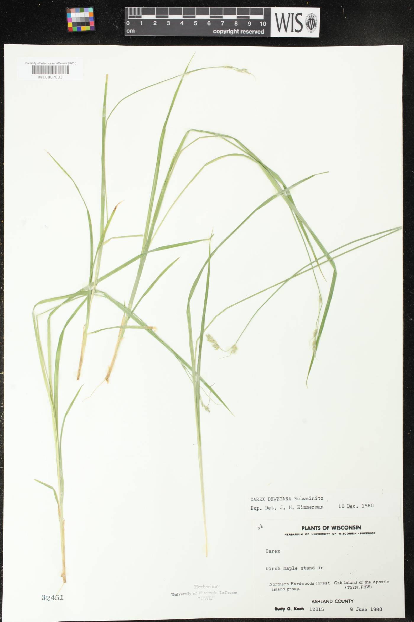 Carex deweyana image