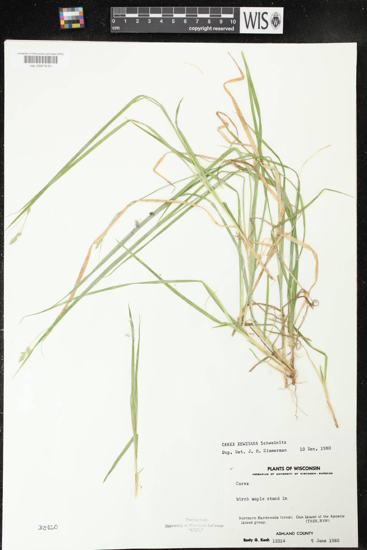 Carex deweyana image