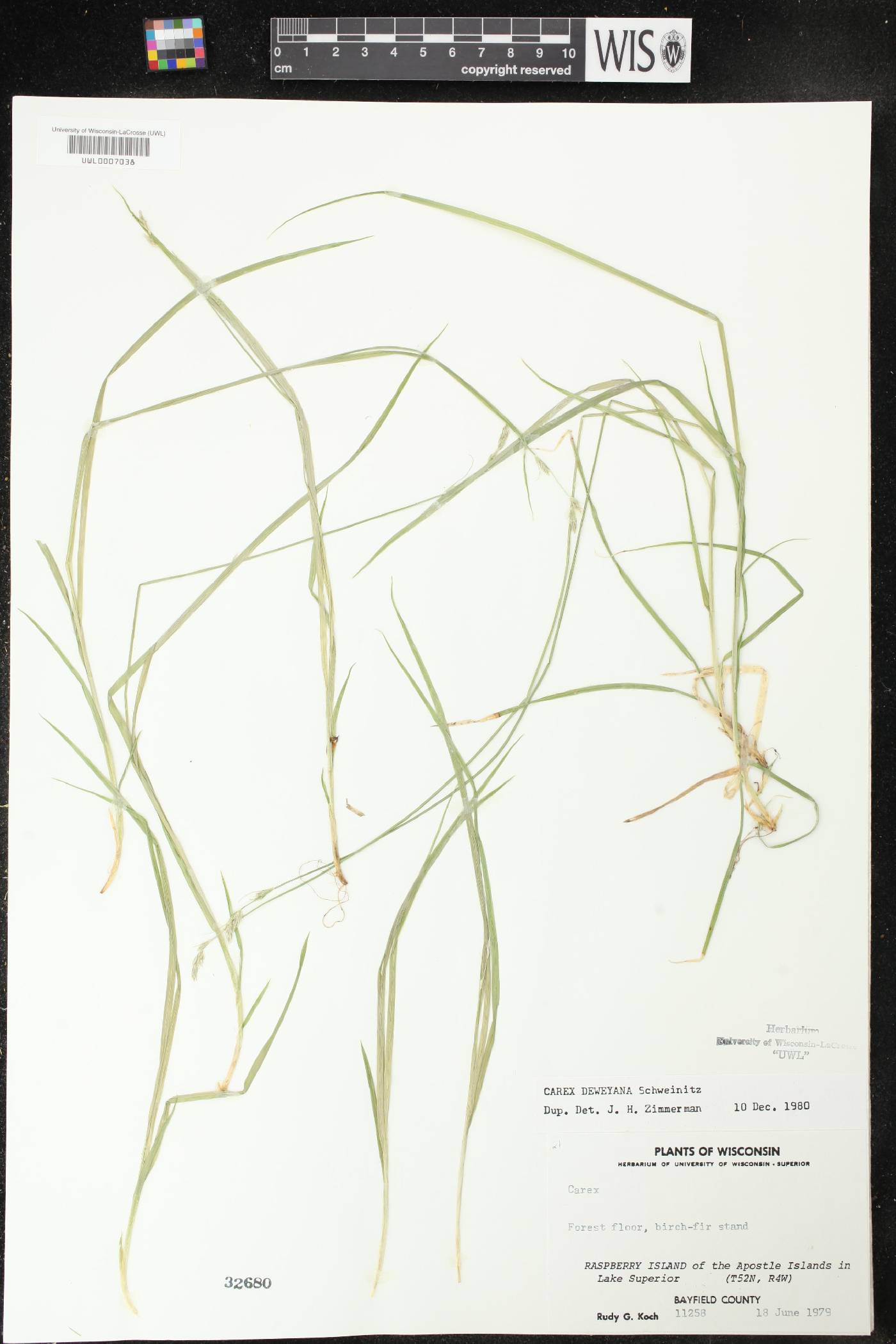 Carex deweyana image