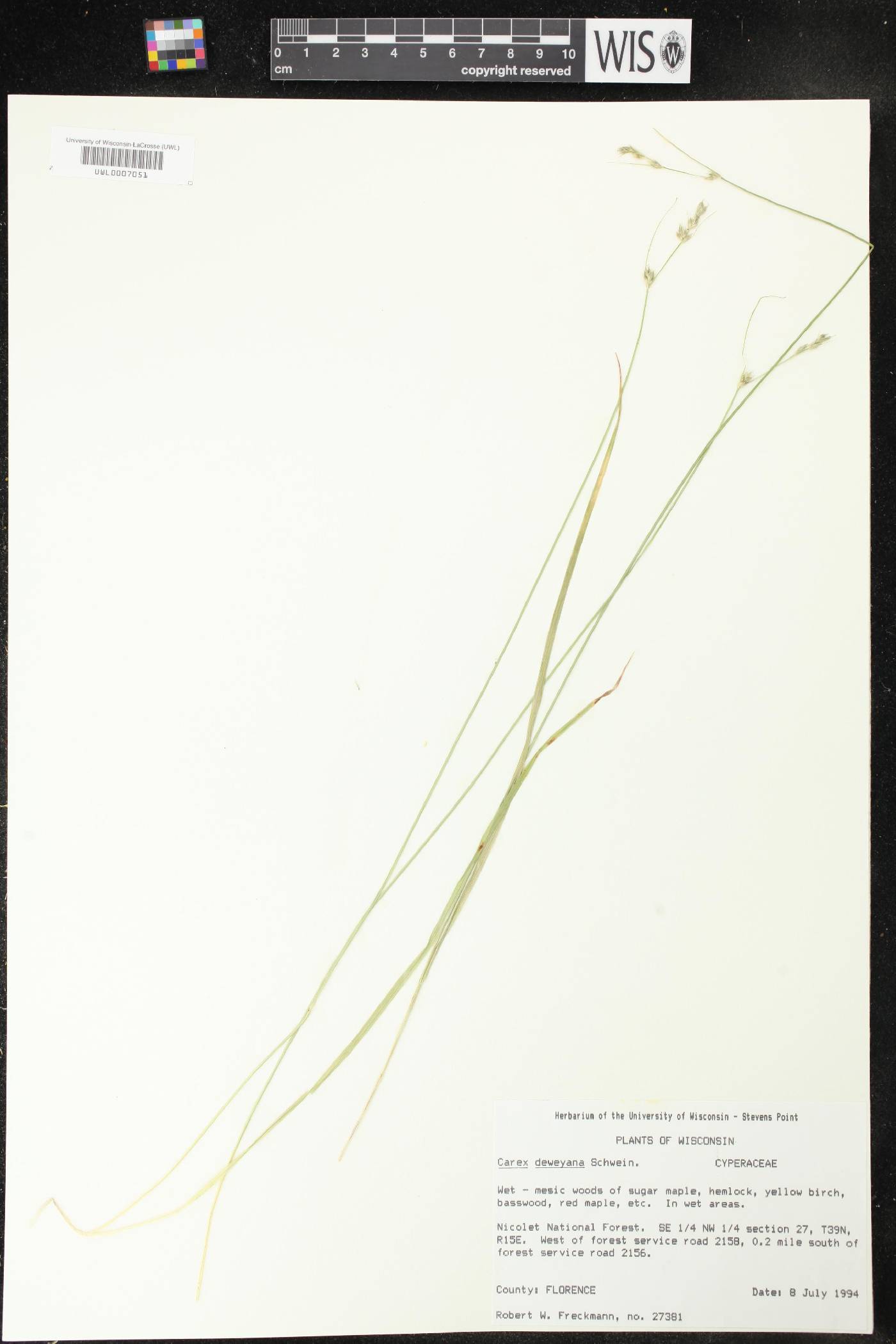 Carex deweyana image