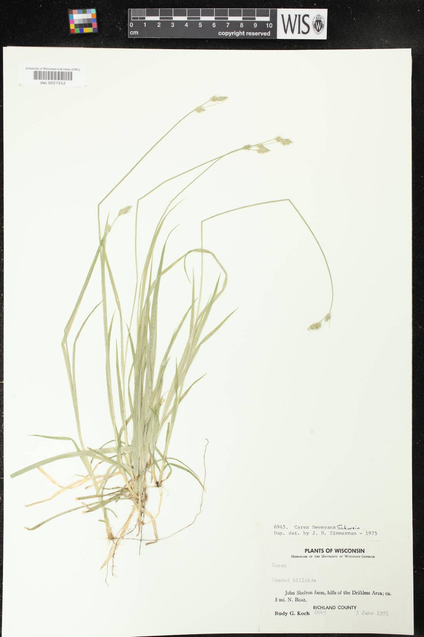 Carex deweyana image