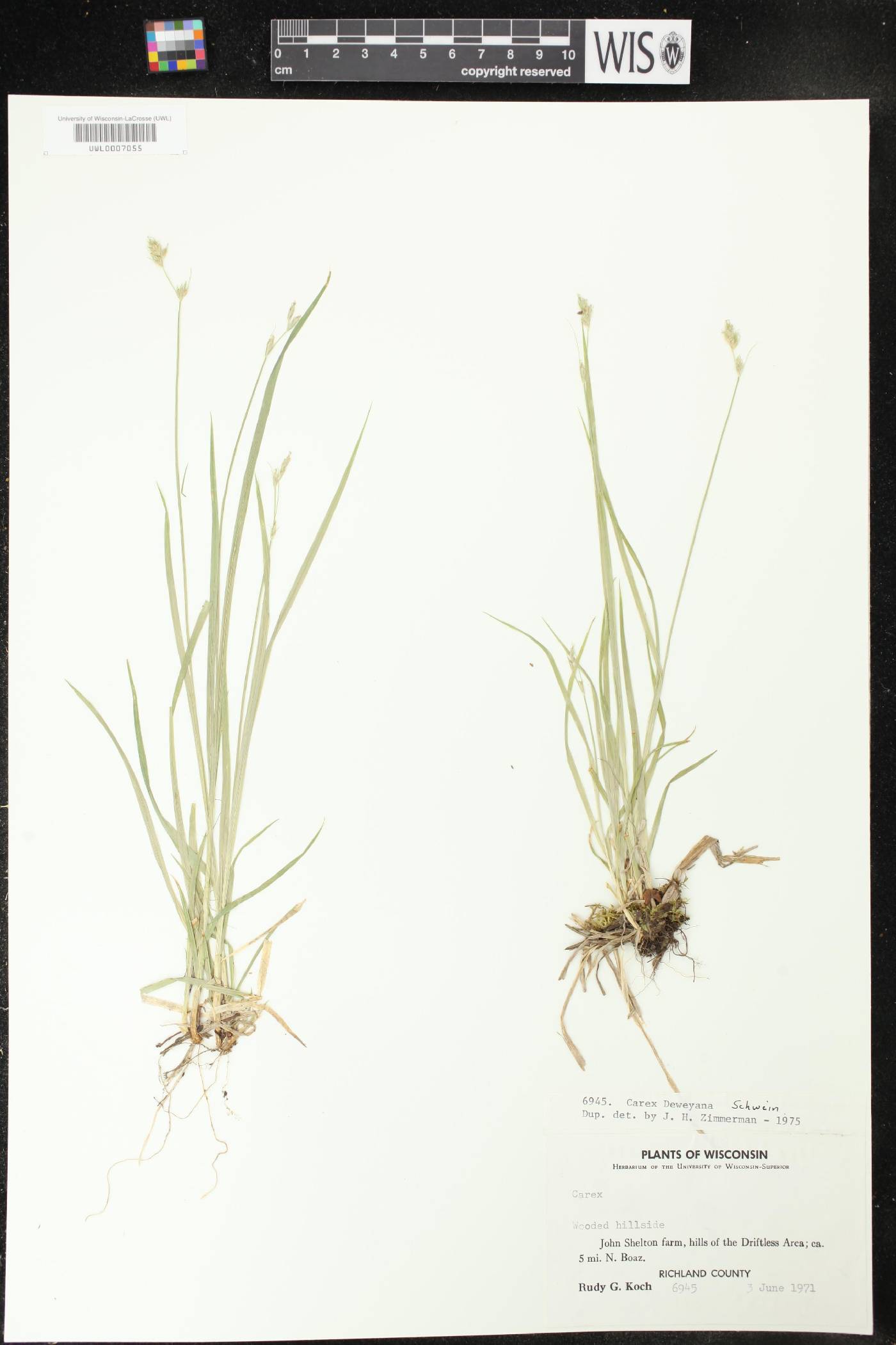Carex deweyana image