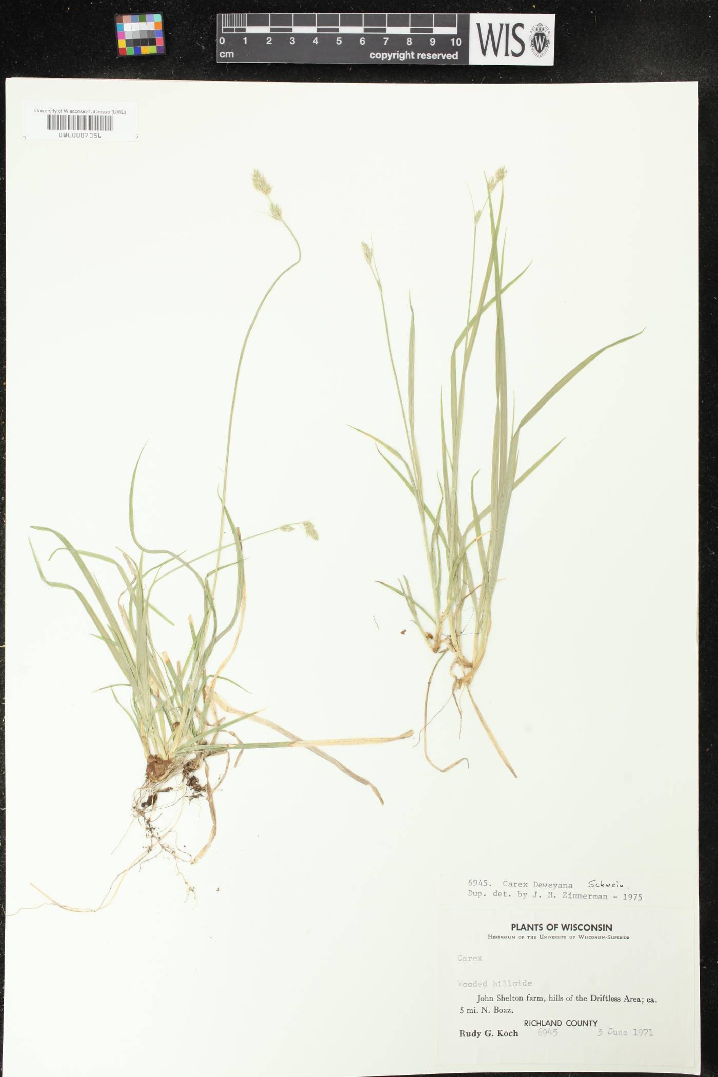 Carex deweyana image