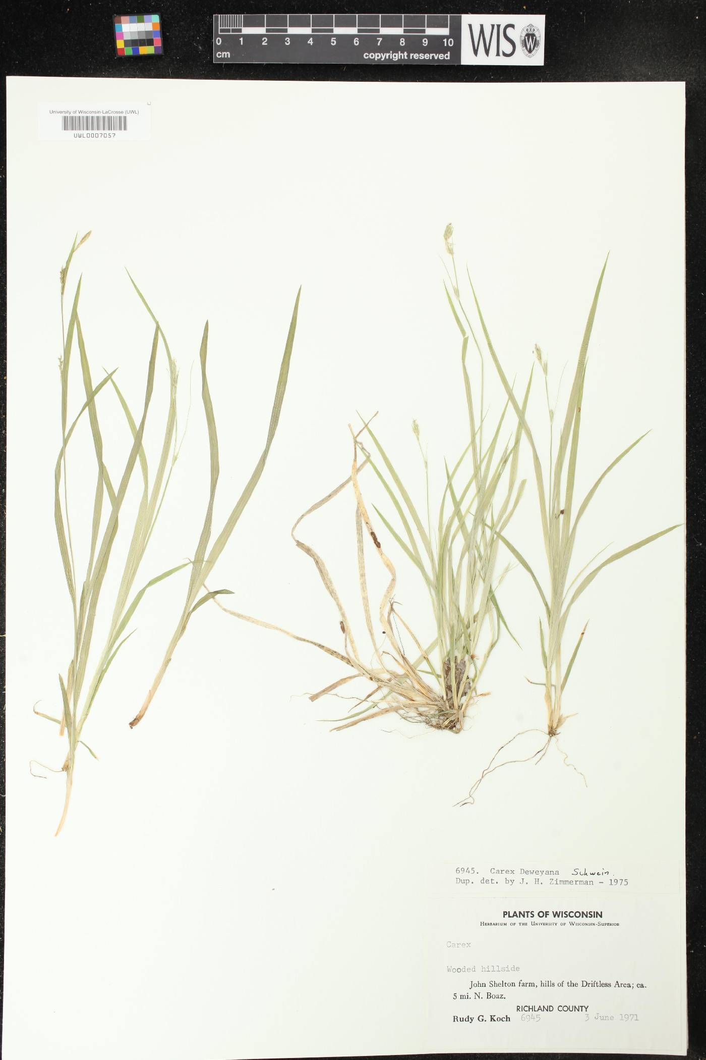 Carex deweyana image