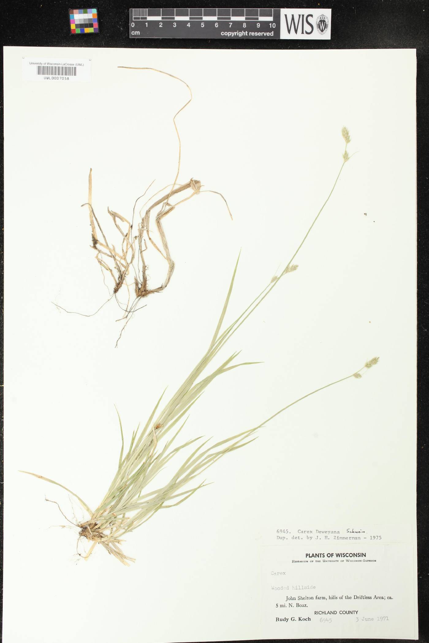 Carex deweyana image