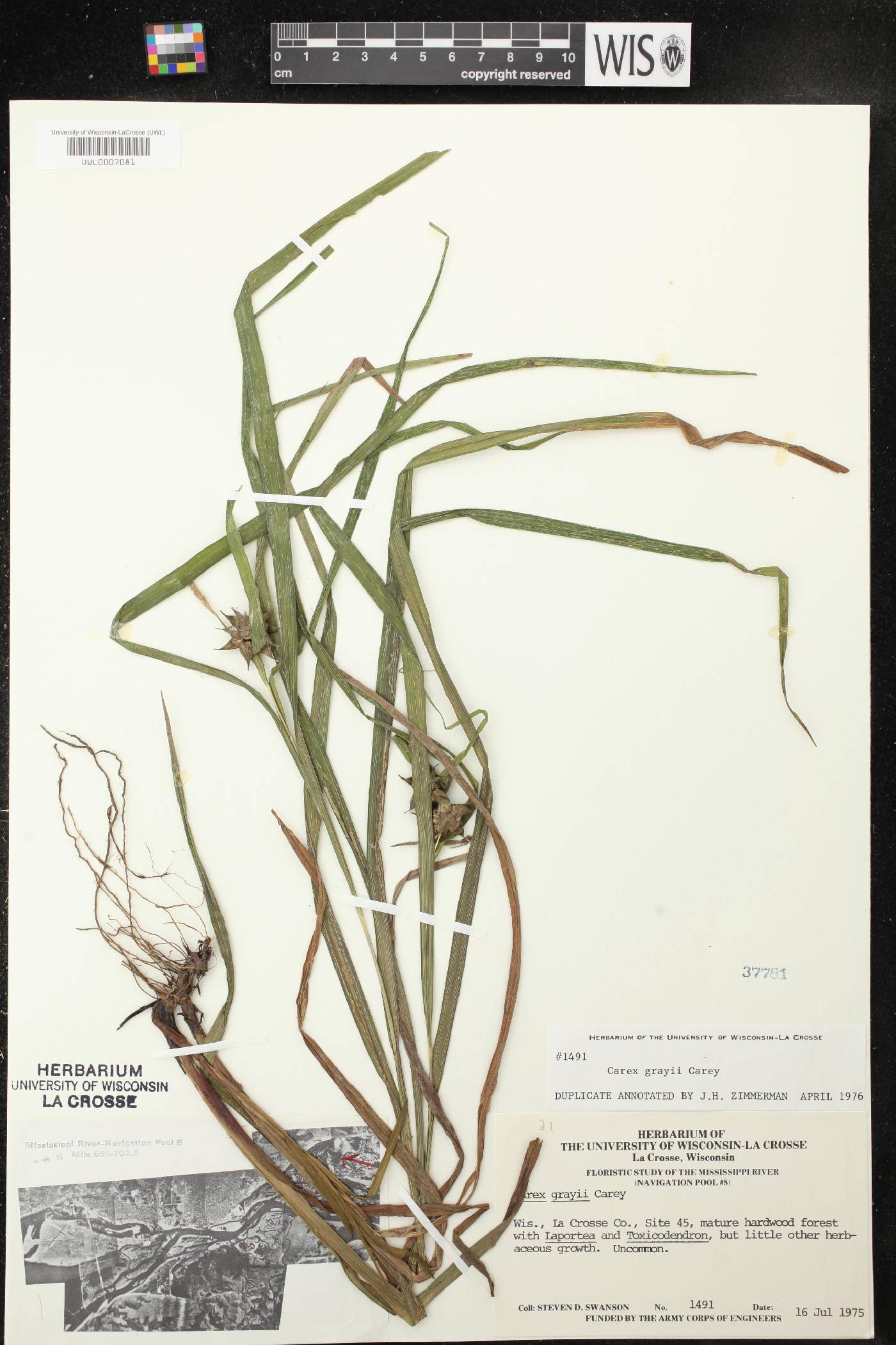 Carex grayi image