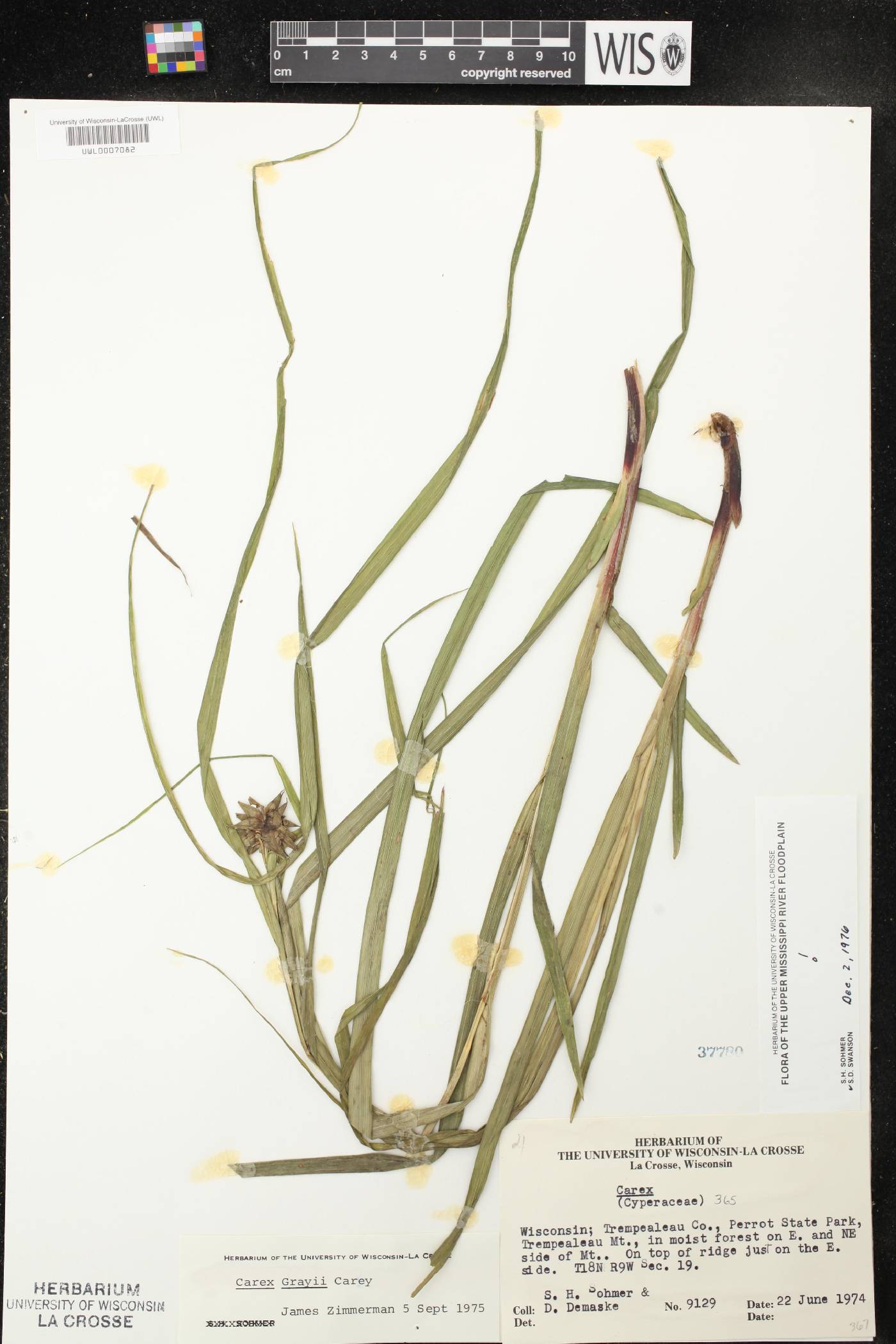 Carex grayi image