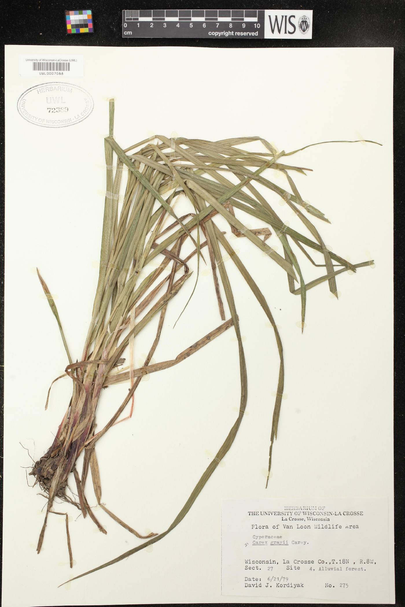Carex grayi image