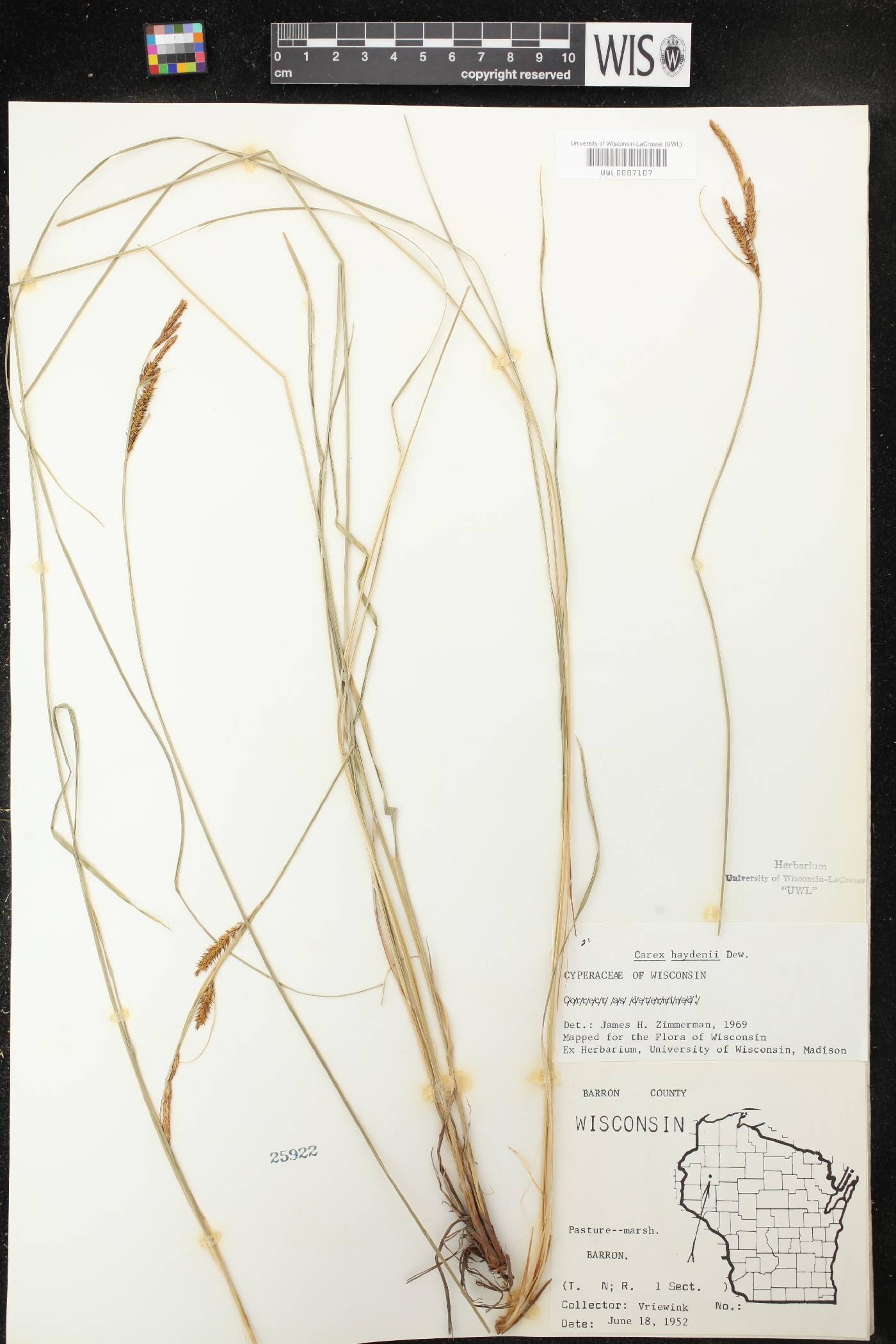 Carex haydenii image