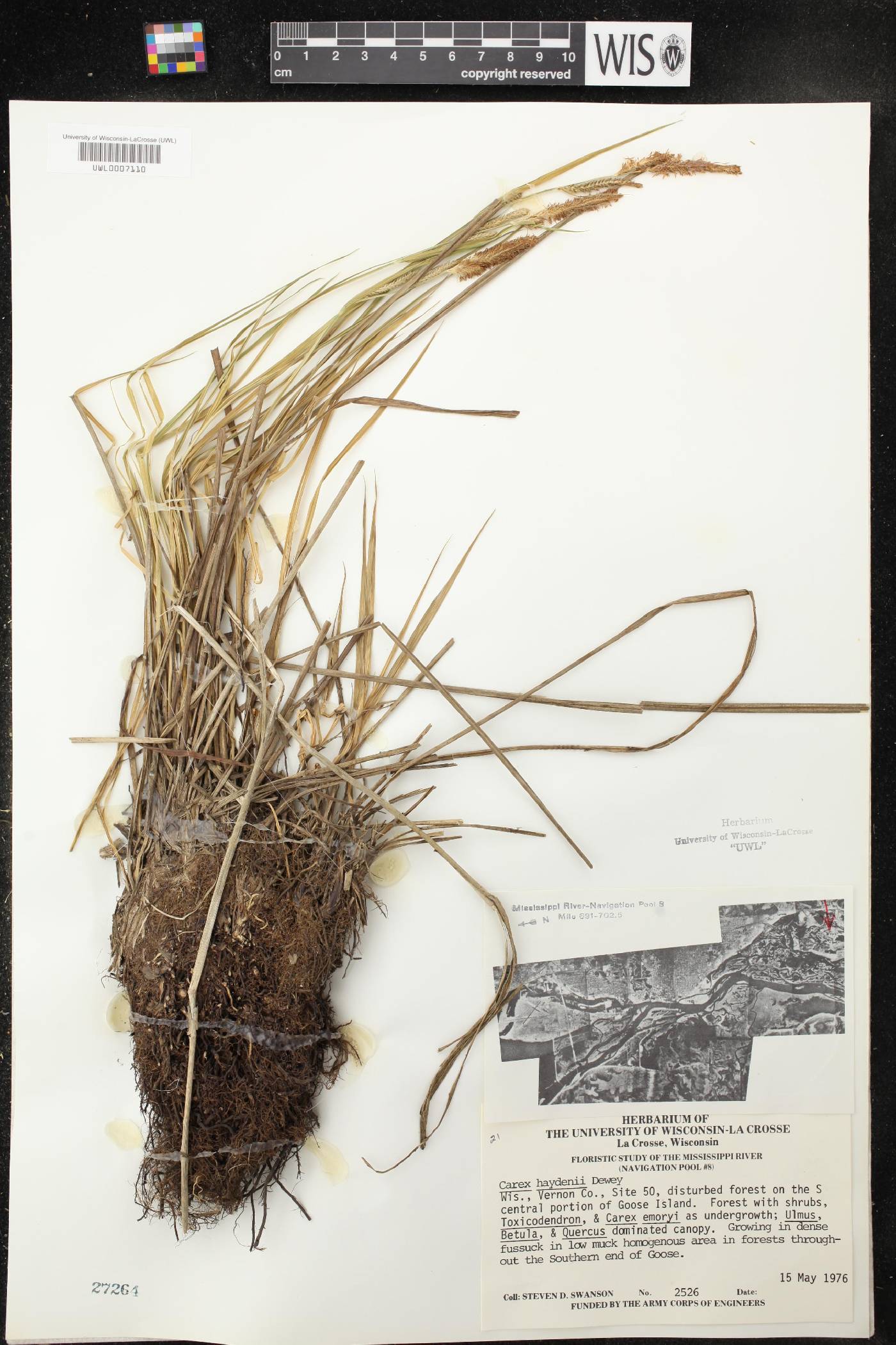 Carex haydenii image