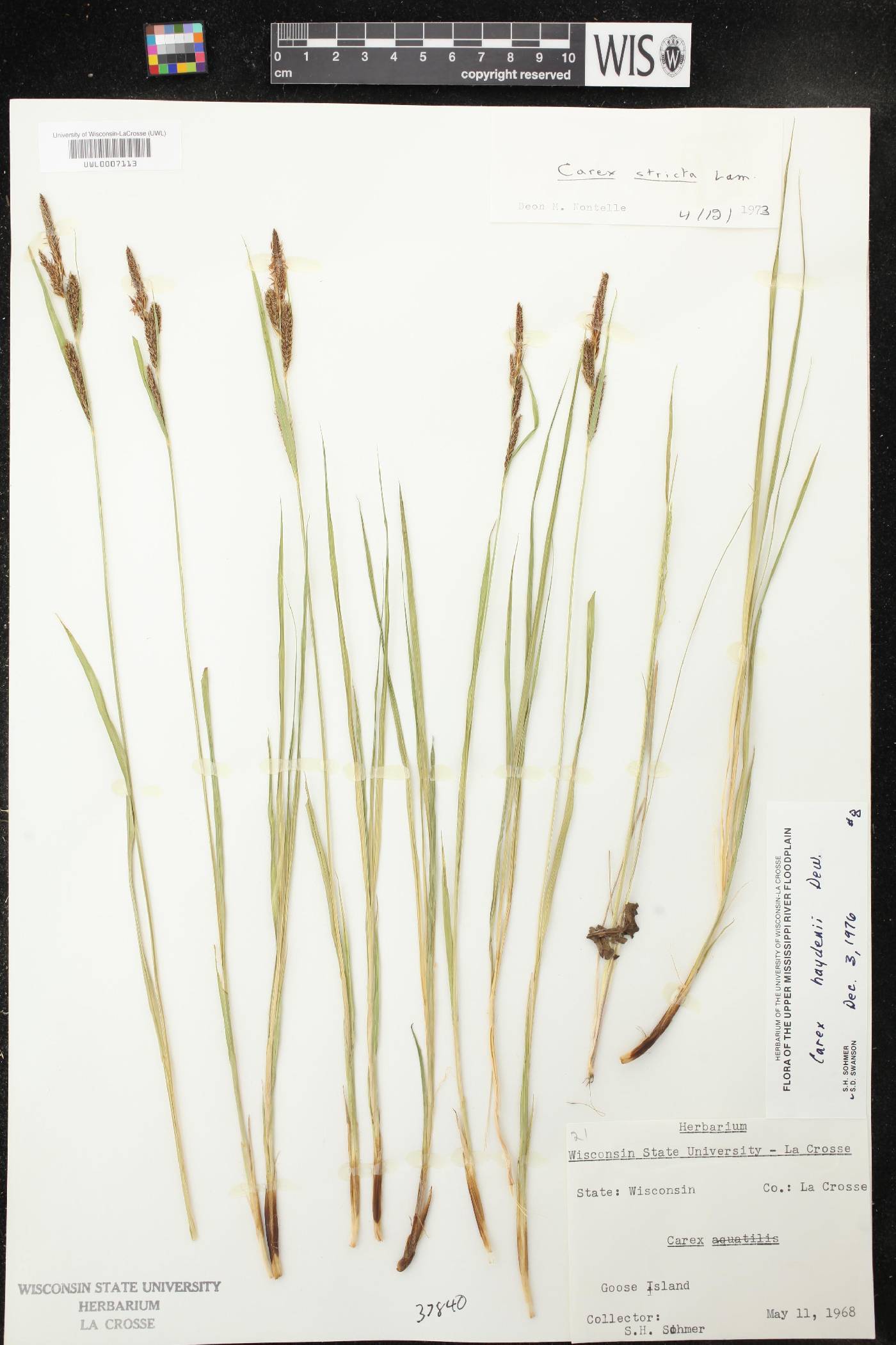 Carex haydenii image