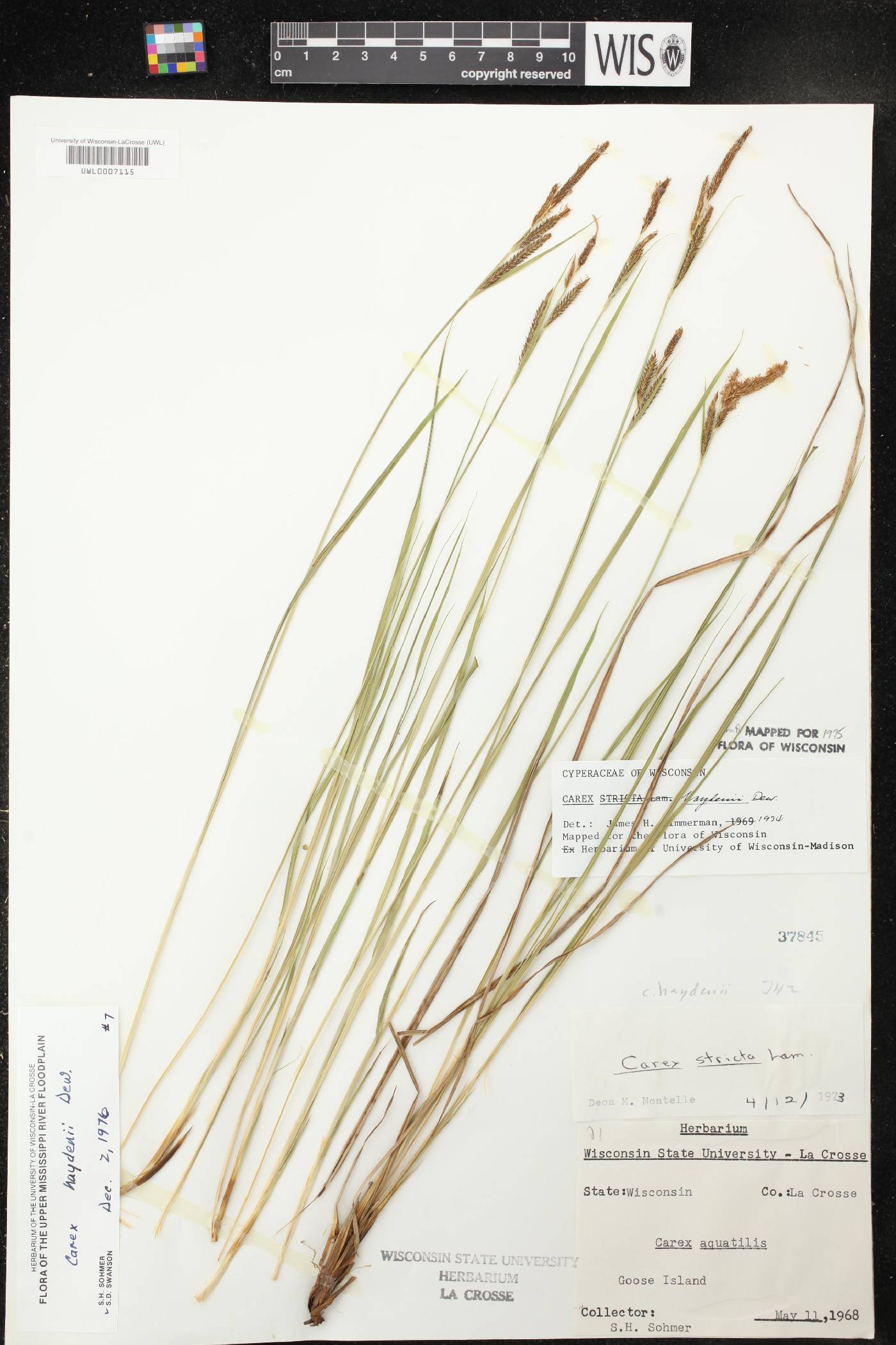 Carex haydenii image