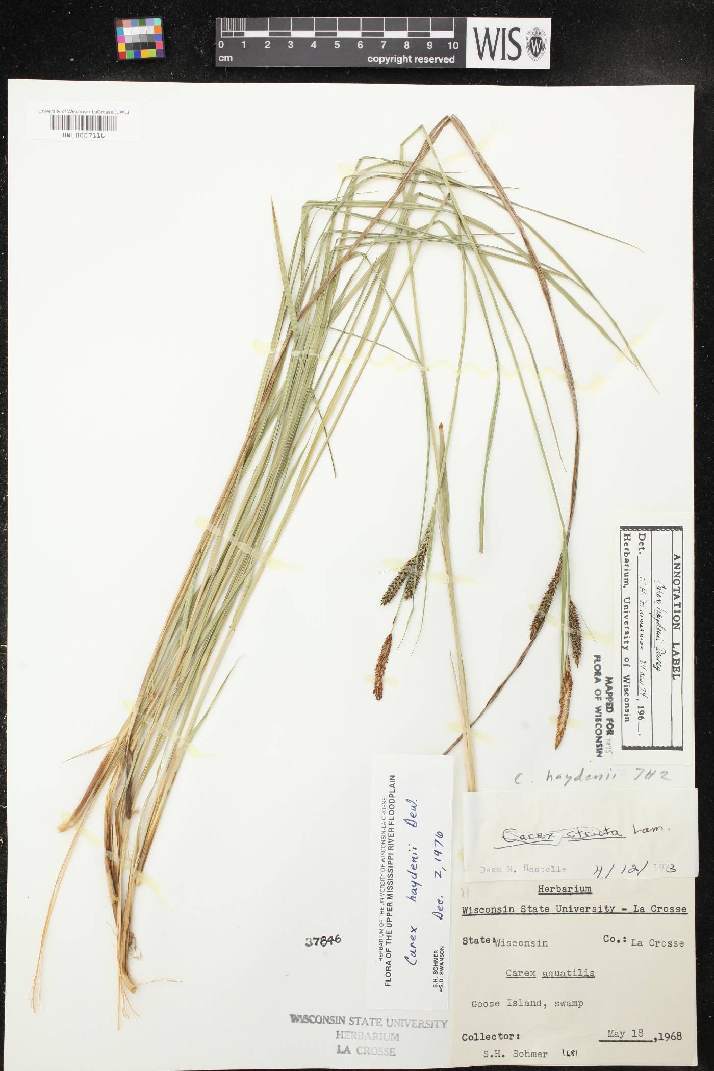 Carex haydenii image