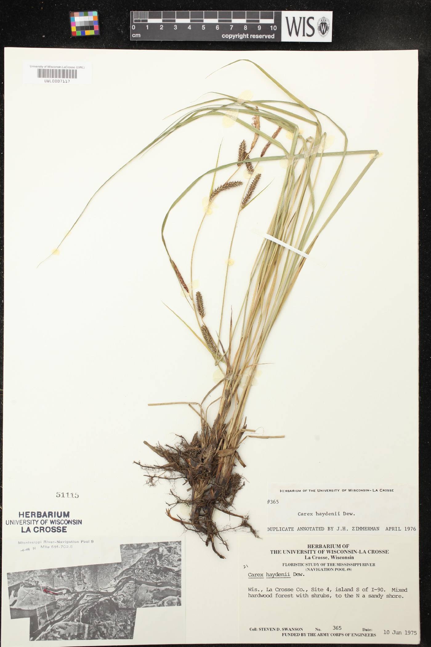 Carex haydenii image