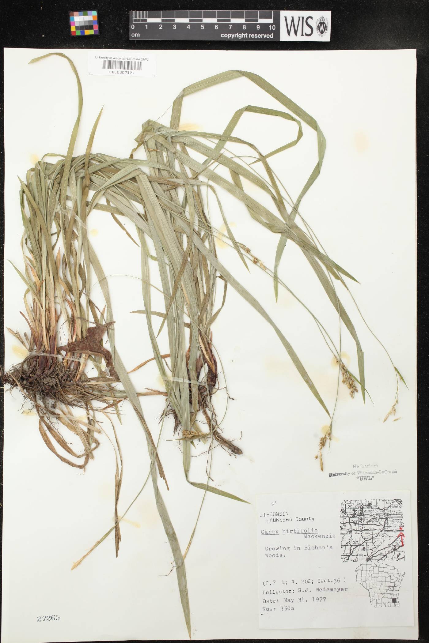 Carex hirtifolia image