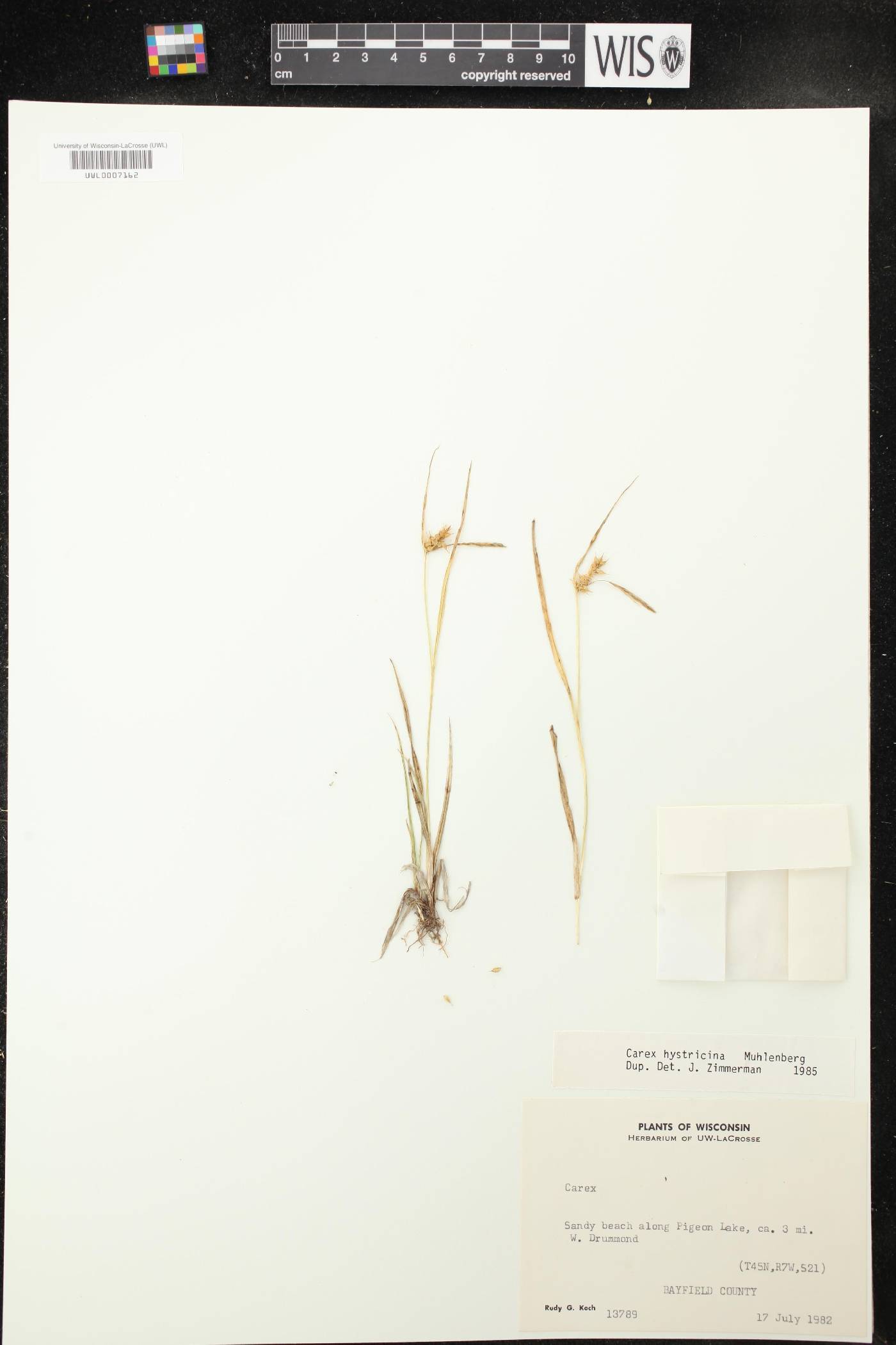Carex hystericina image