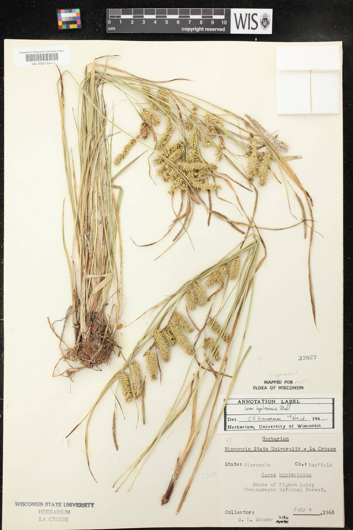 Carex hystericina image