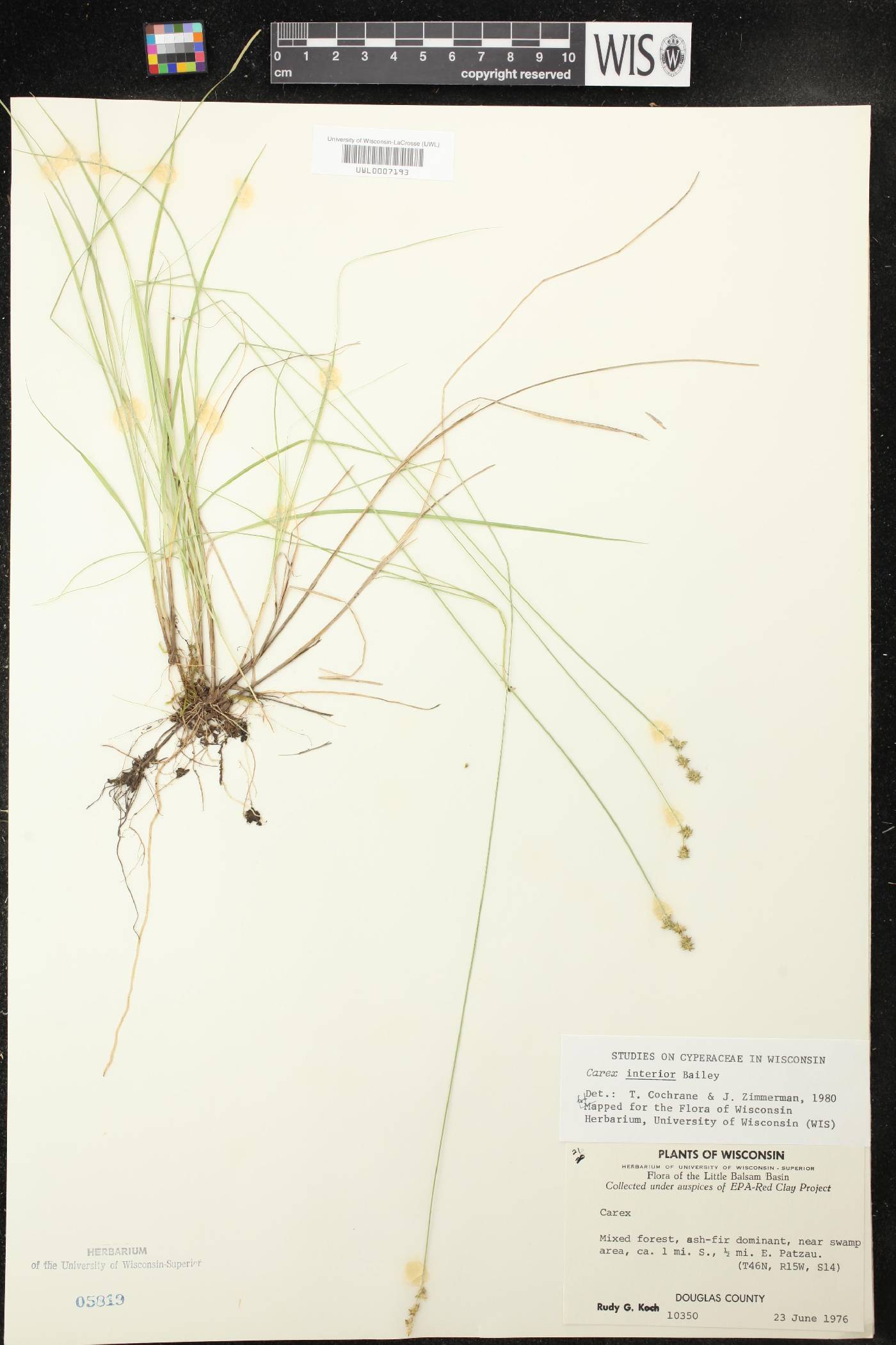 Carex interior image
