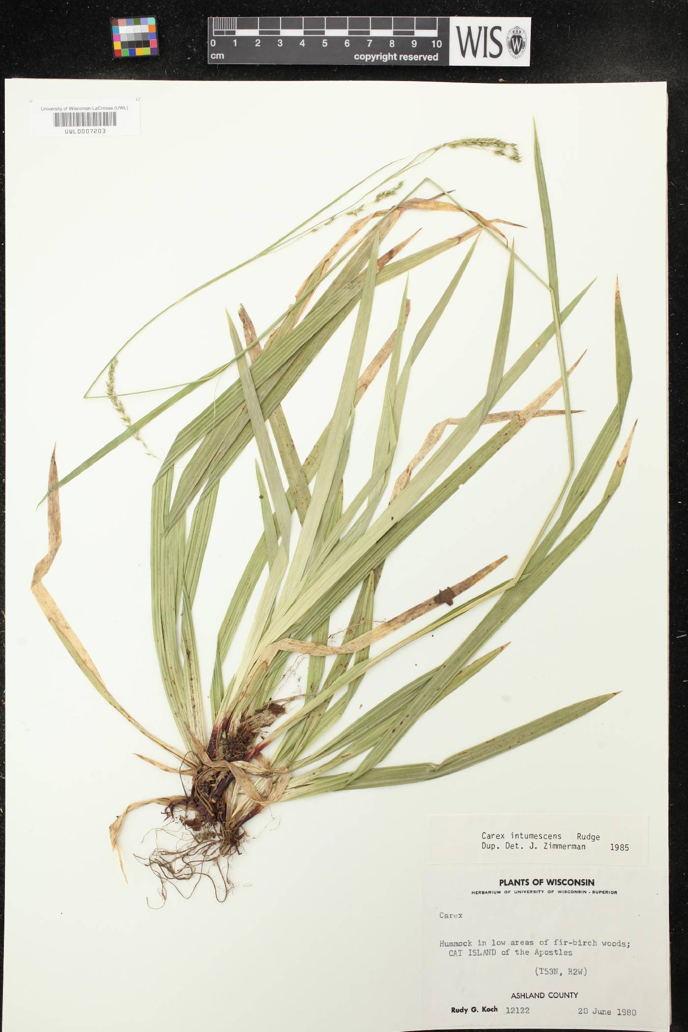 Carex intumescens image