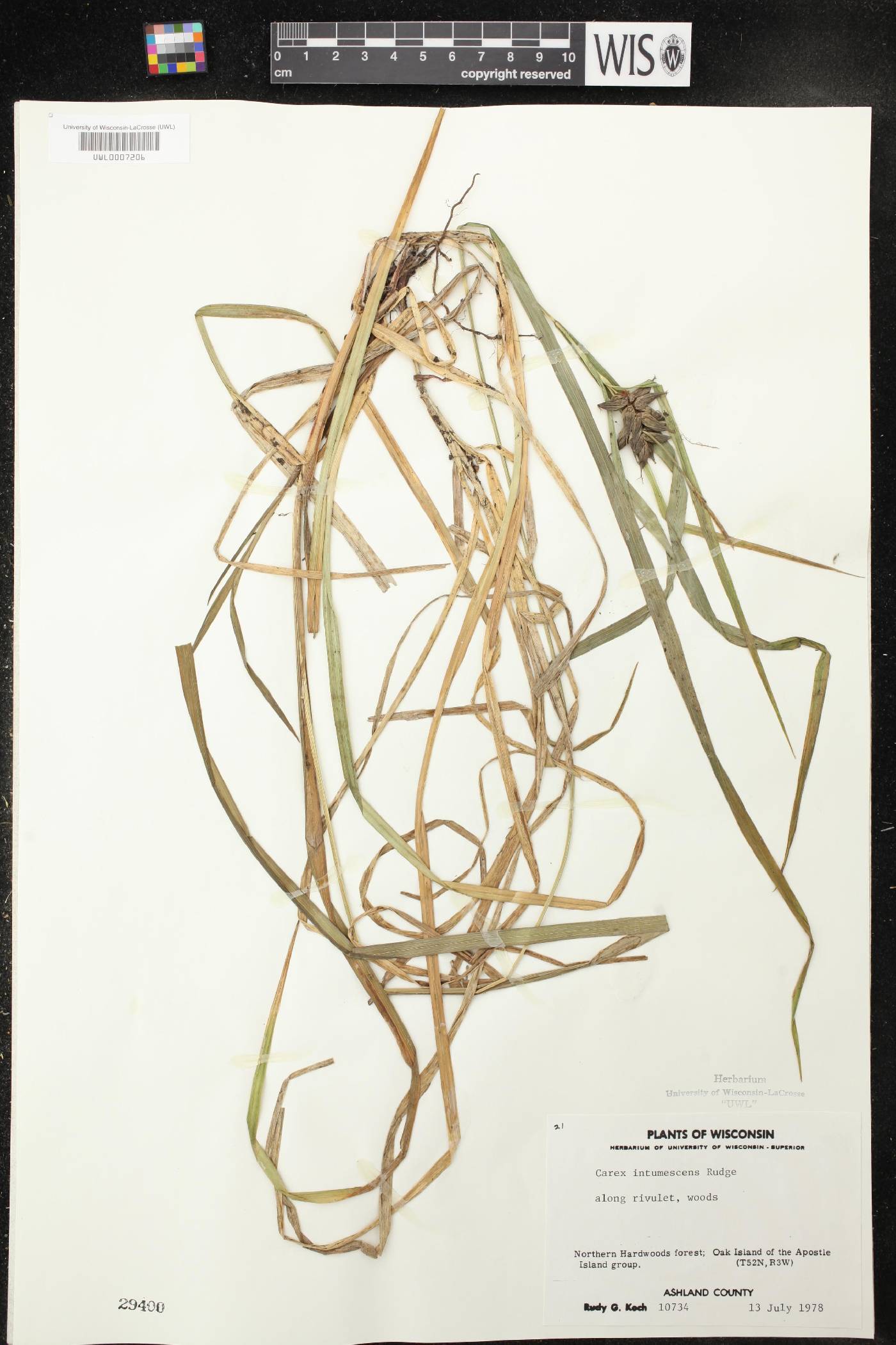 Carex intumescens image