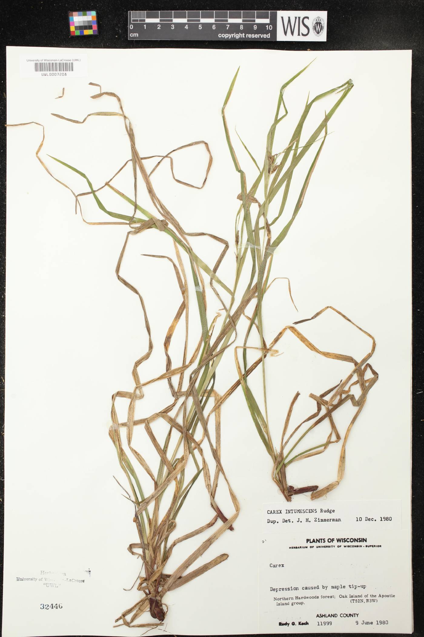 Carex intumescens image