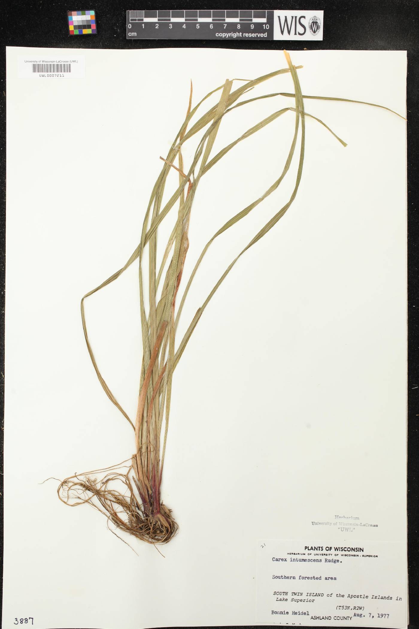 Carex intumescens image