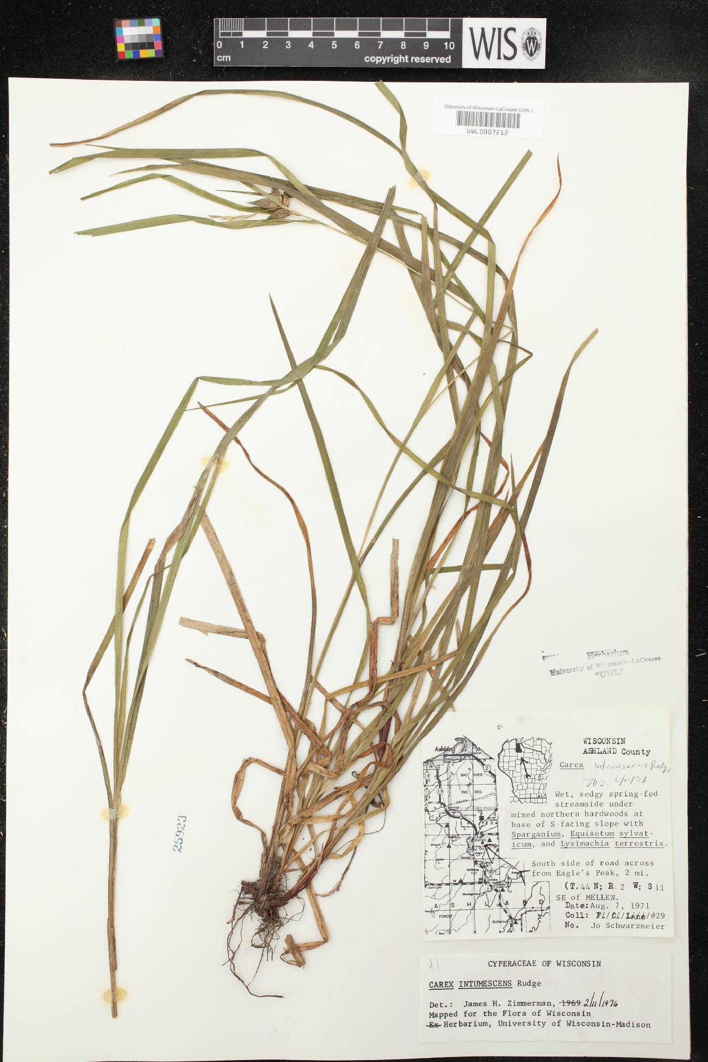 Carex intumescens image