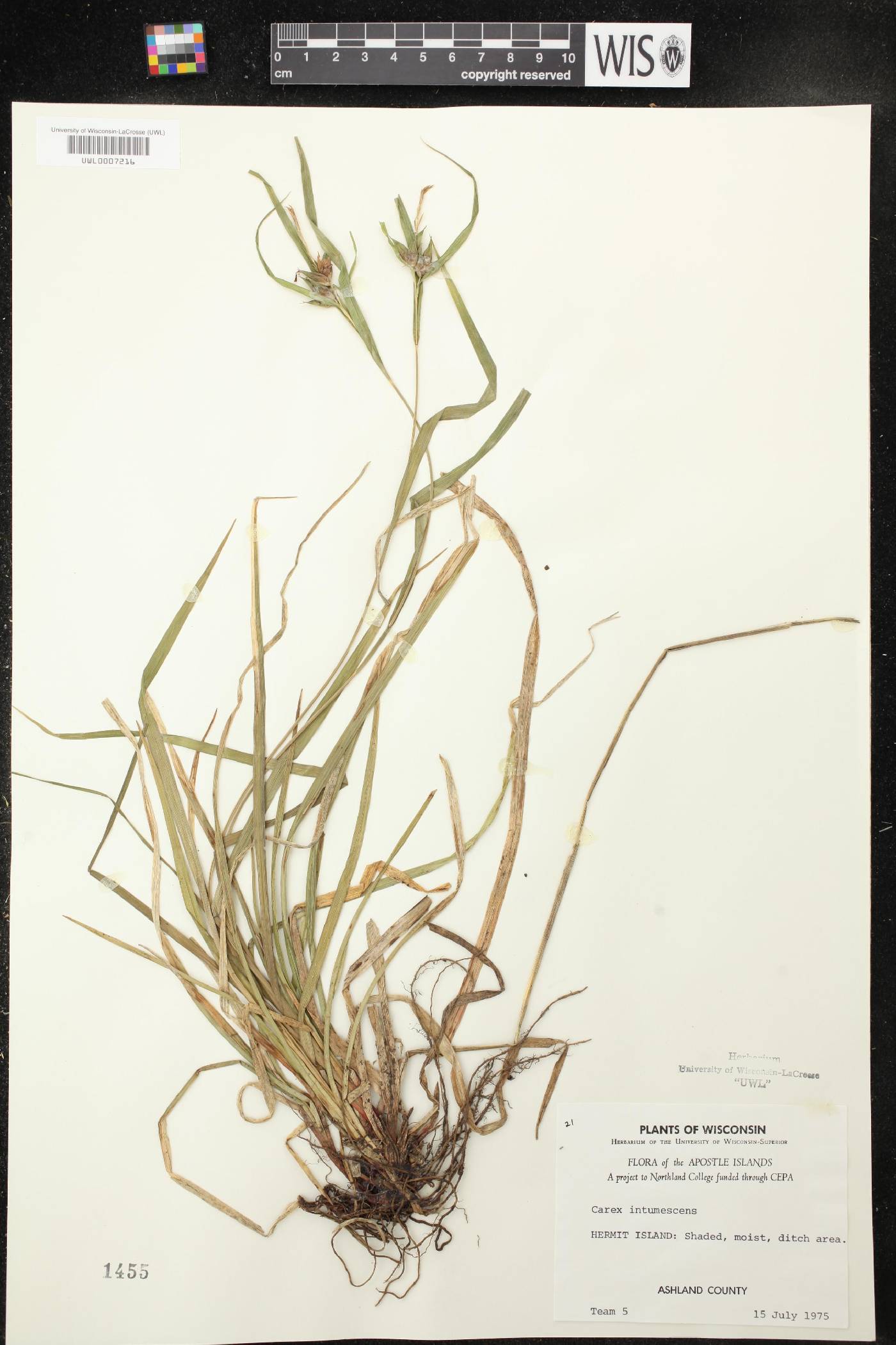 Carex intumescens image