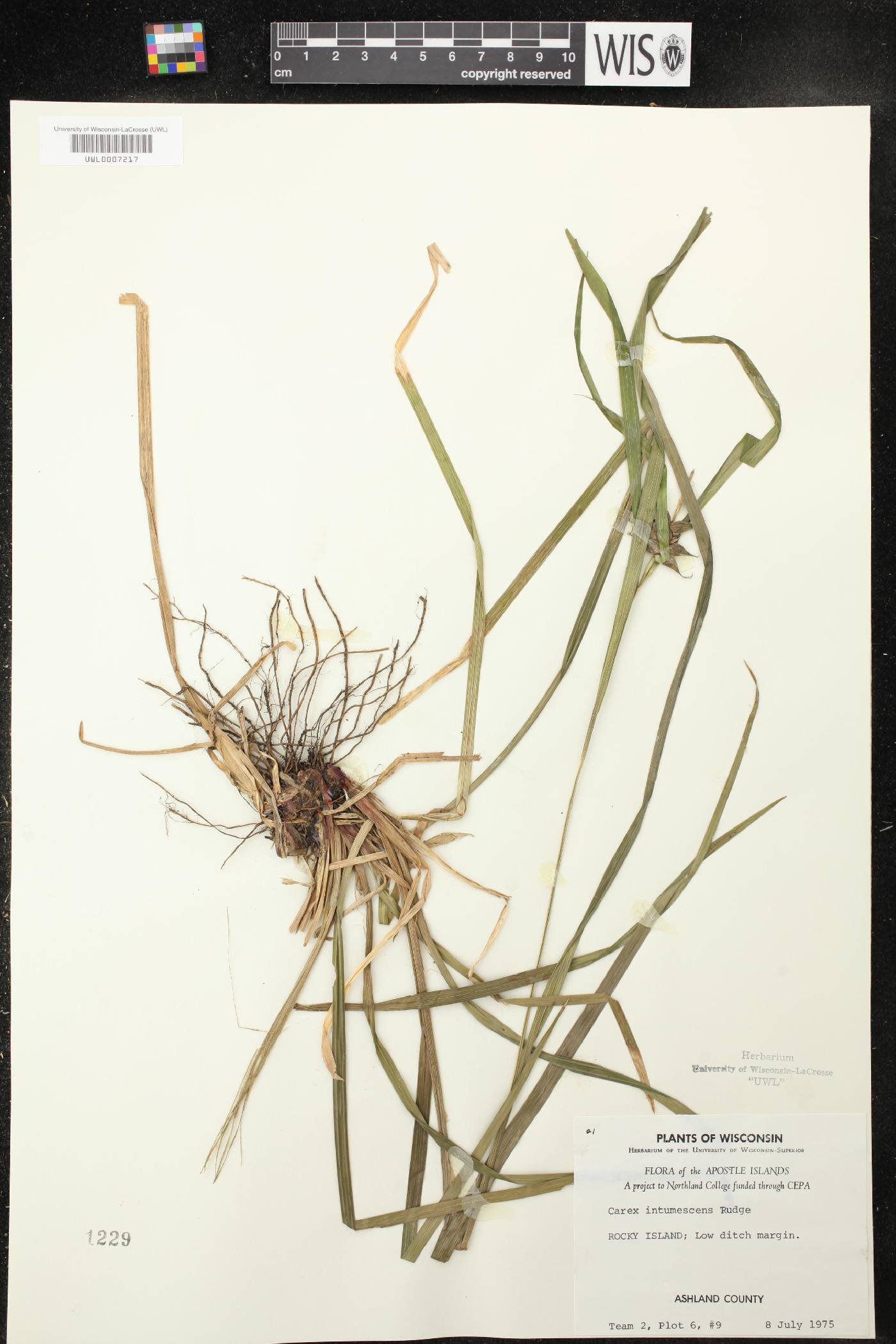 Carex intumescens image