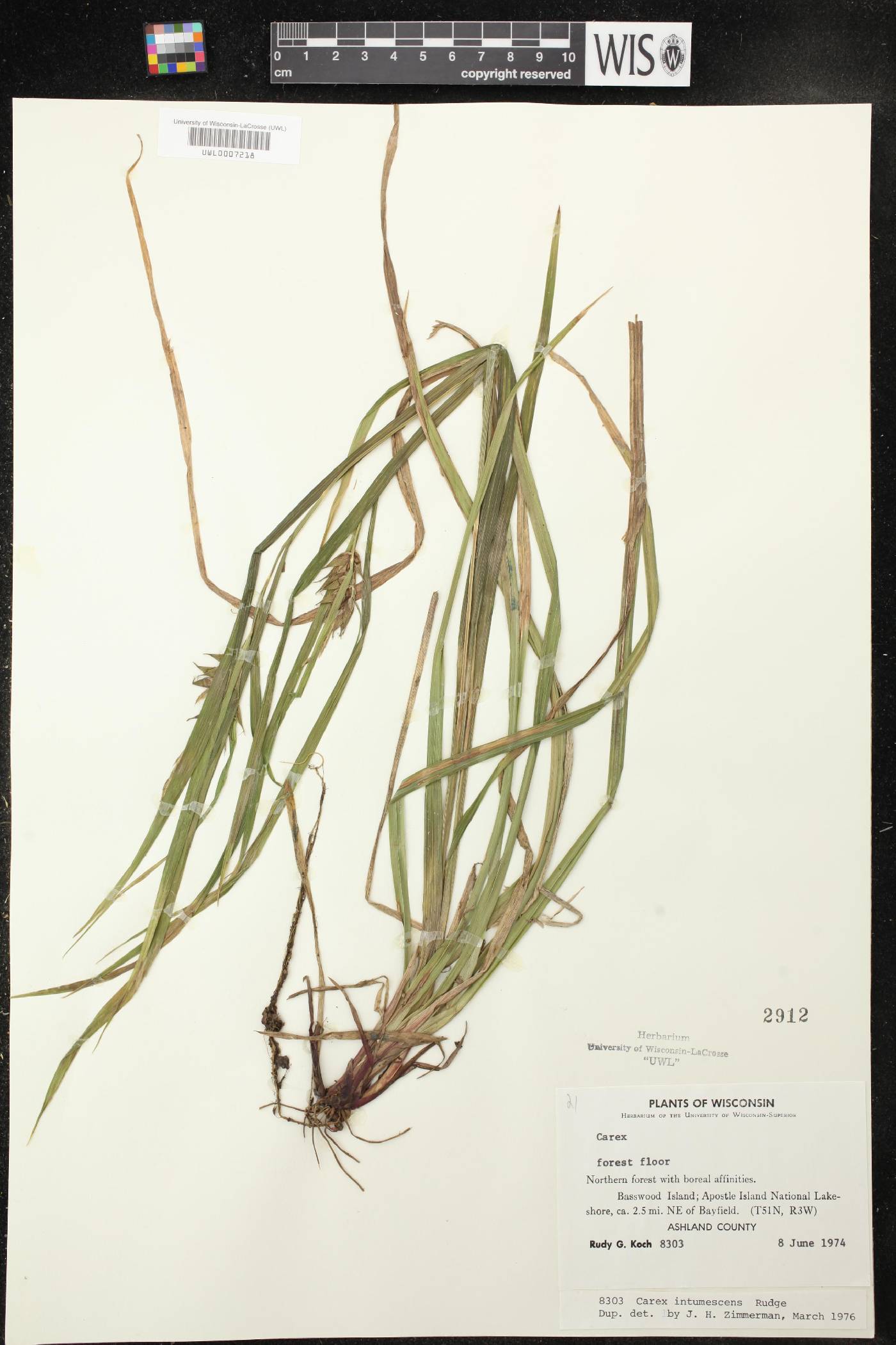 Carex intumescens image