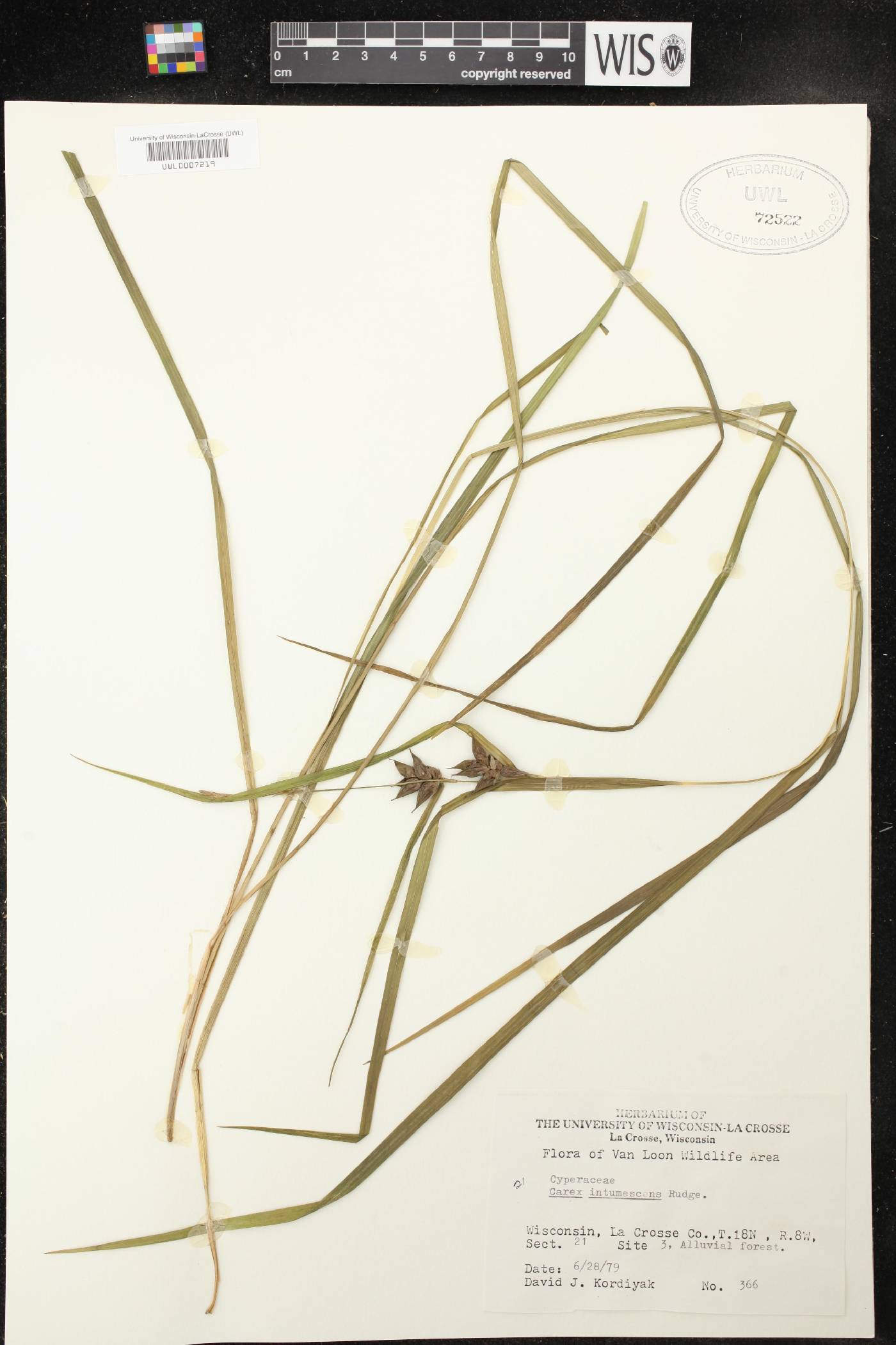 Carex intumescens image