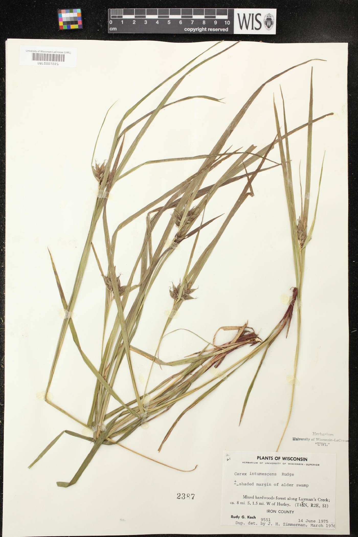 Carex intumescens image