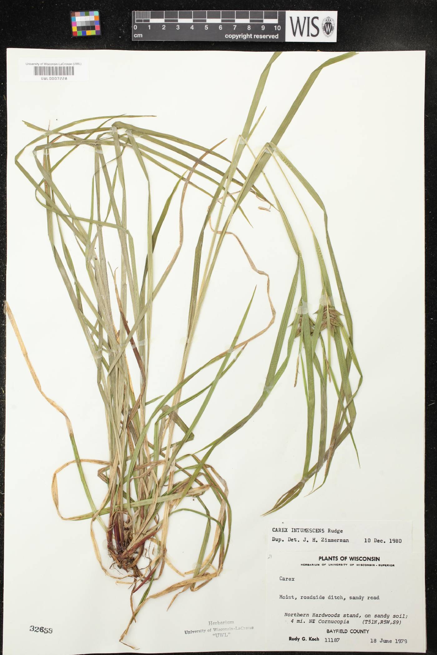 Carex intumescens image