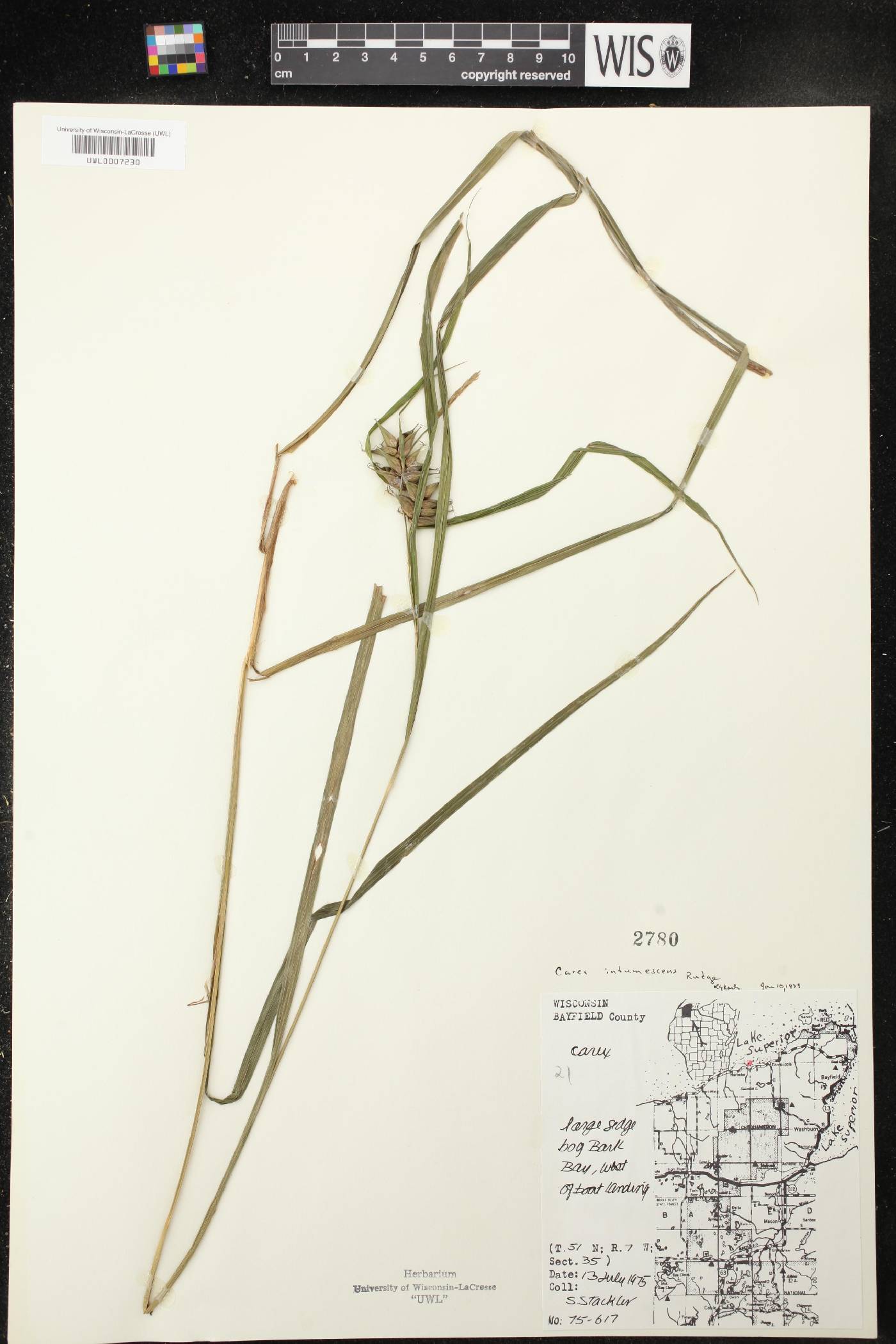 Carex intumescens image