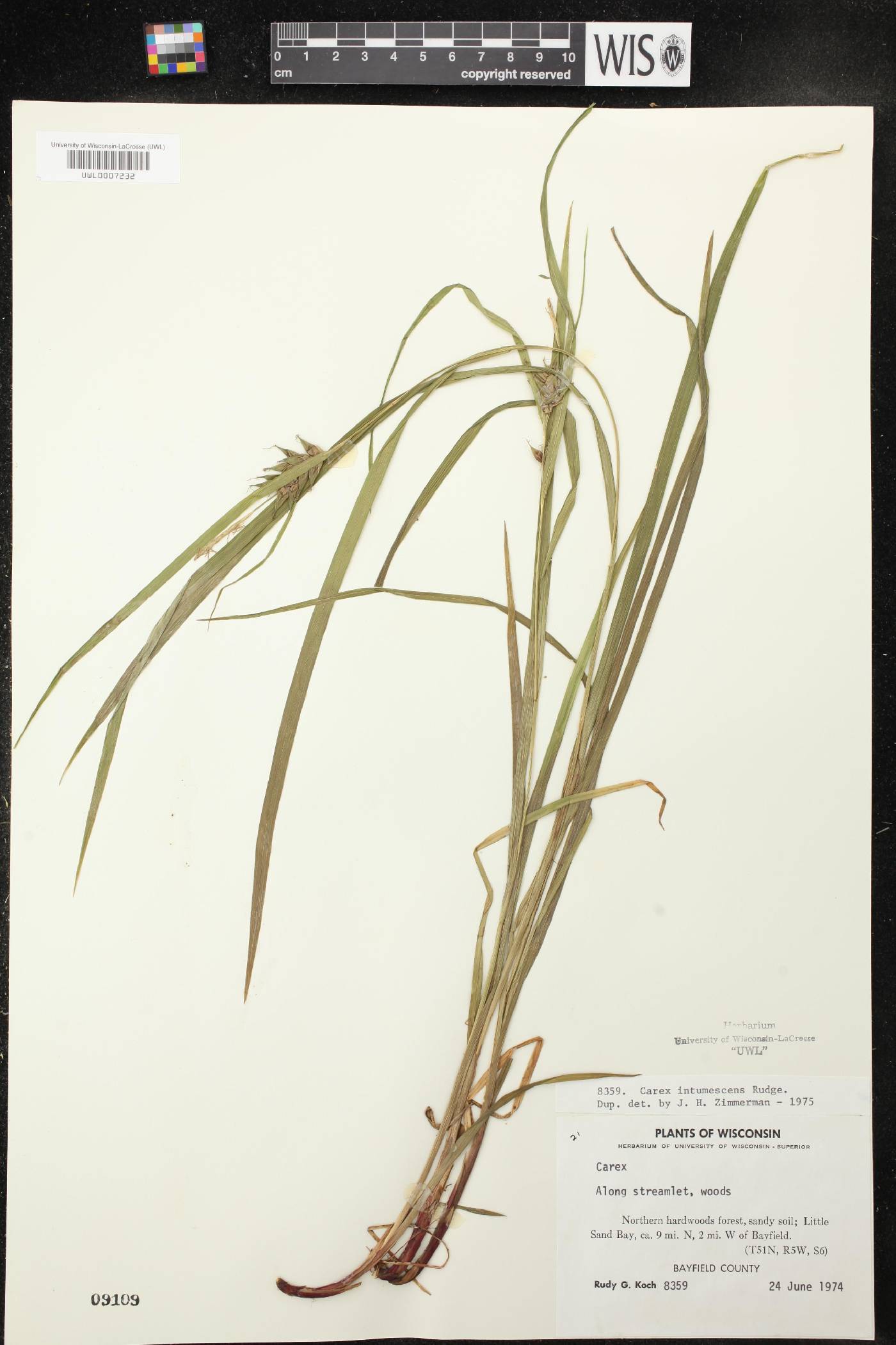 Carex intumescens image