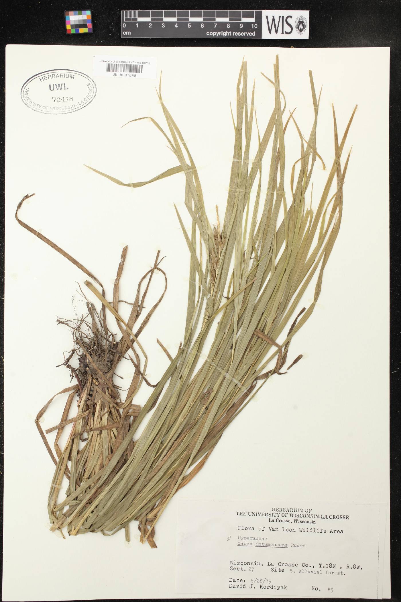 Carex intumescens image