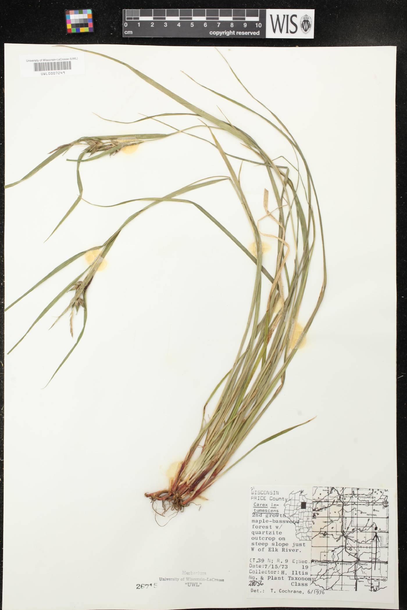 Carex intumescens image