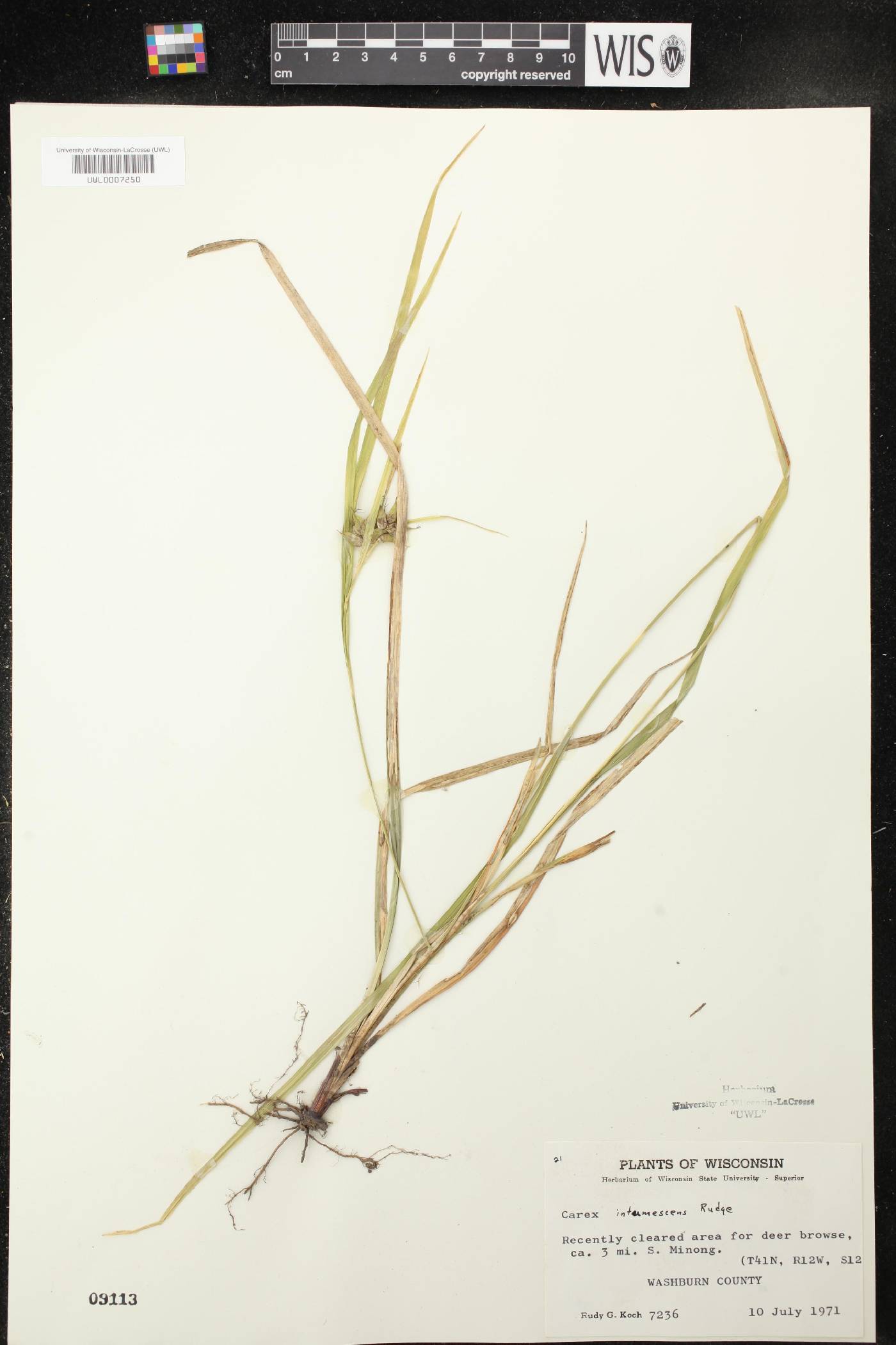 Carex intumescens image