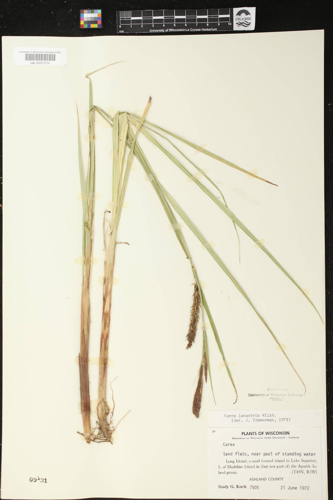 Carex lacustris image