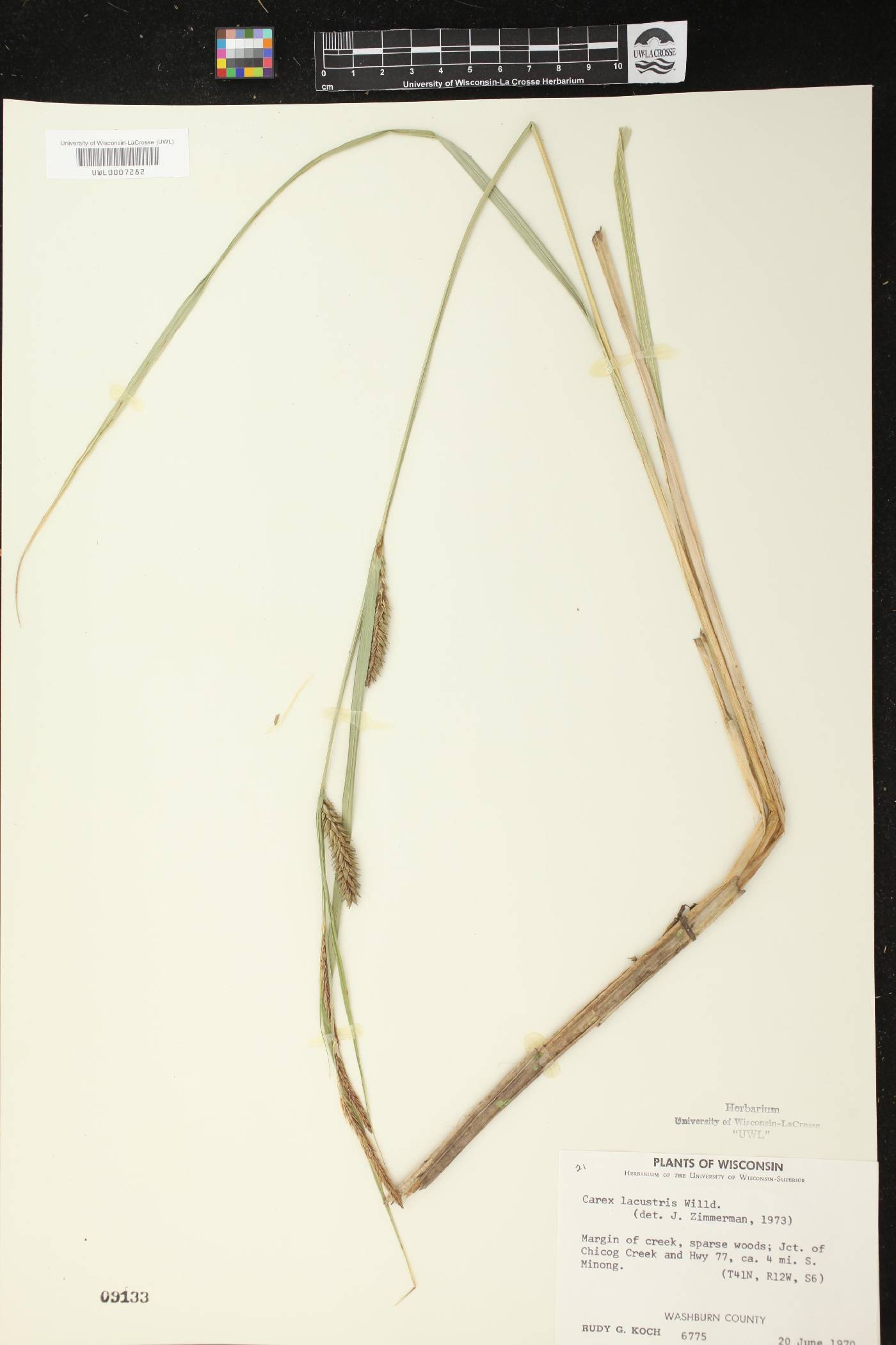 Carex lacustris image
