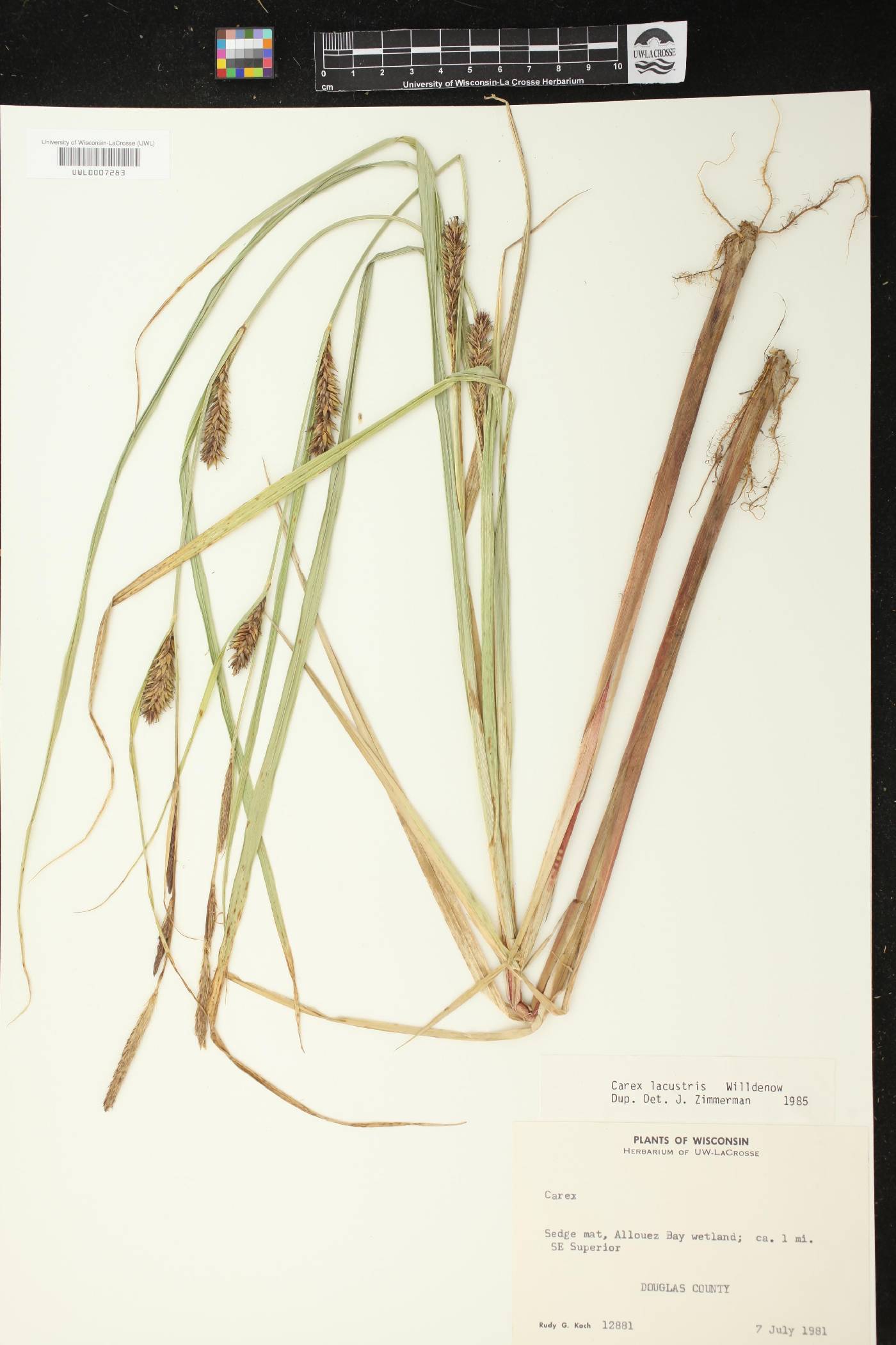 Carex lacustris image