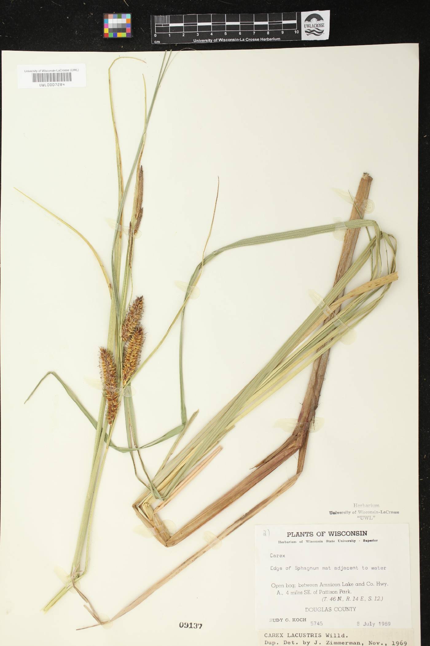 Carex lacustris image
