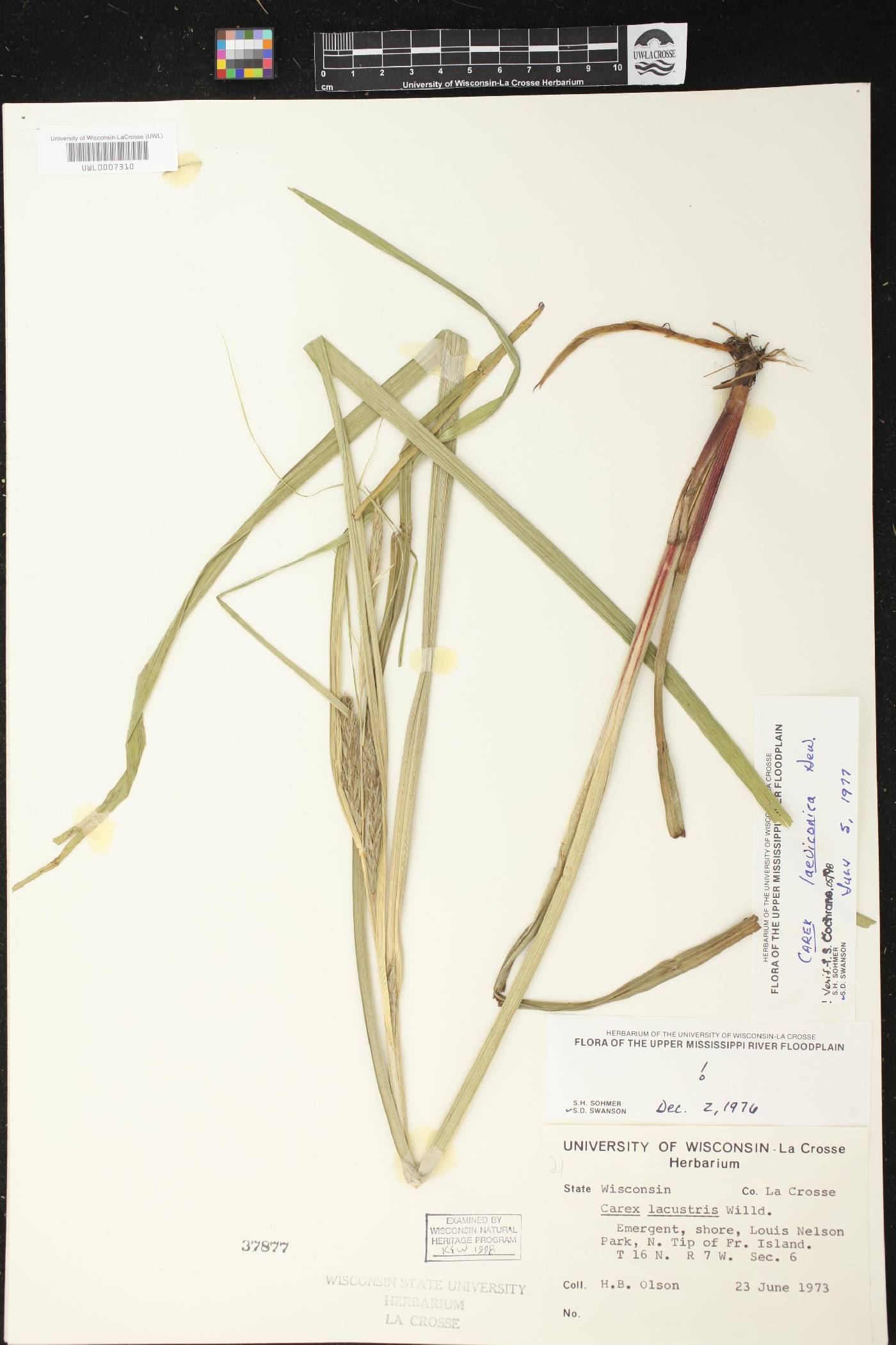 Carex laeviconica image