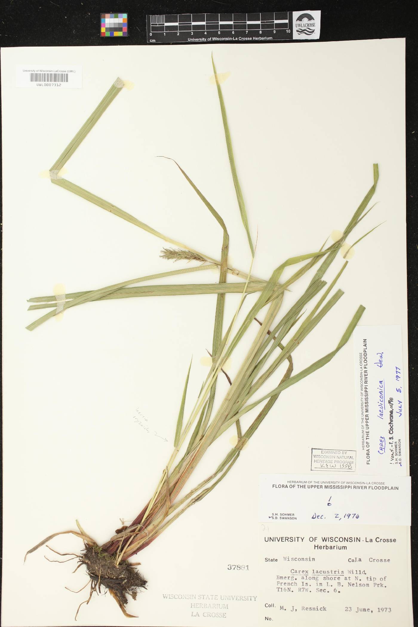 Carex laeviconica image