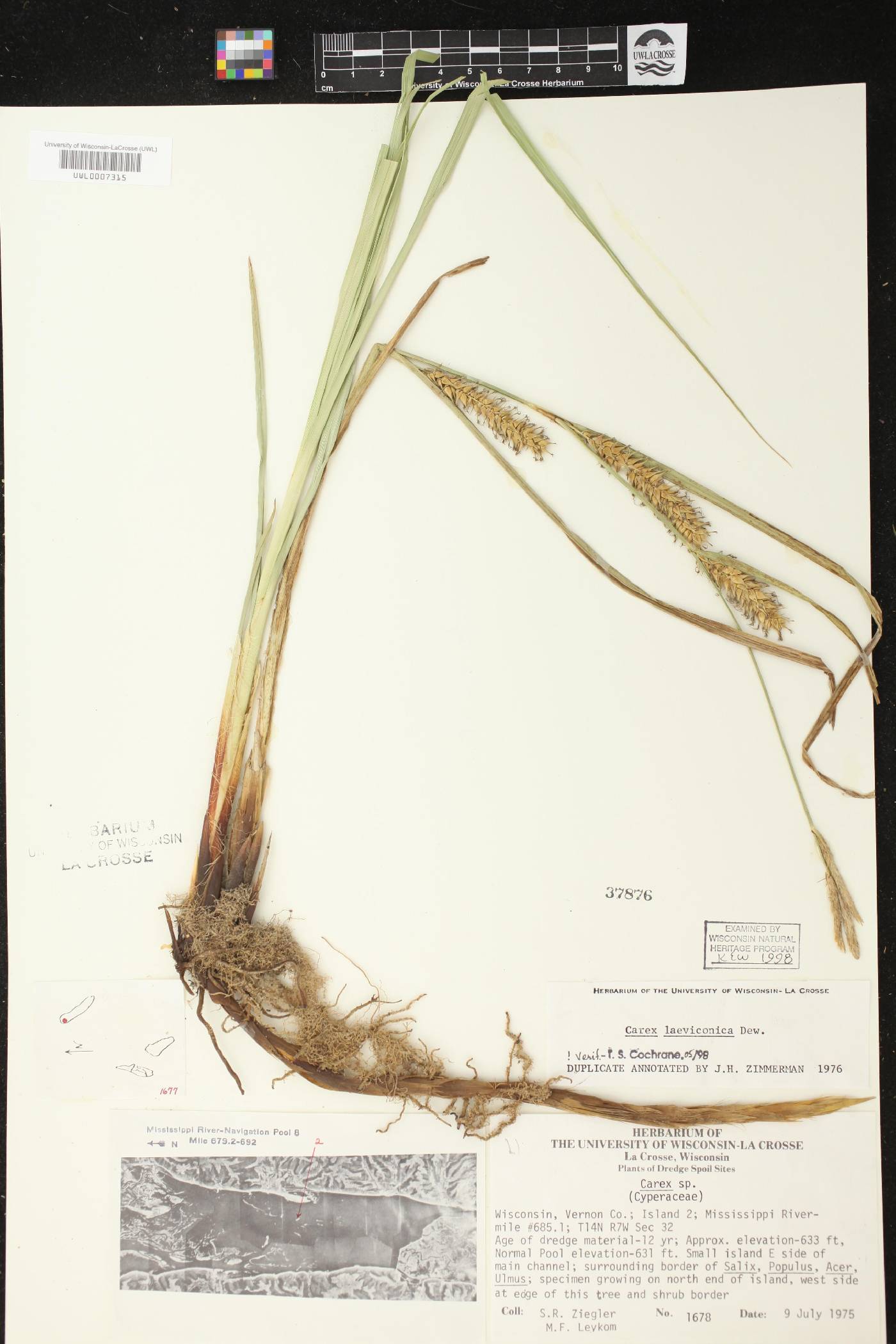 Carex laeviconica image